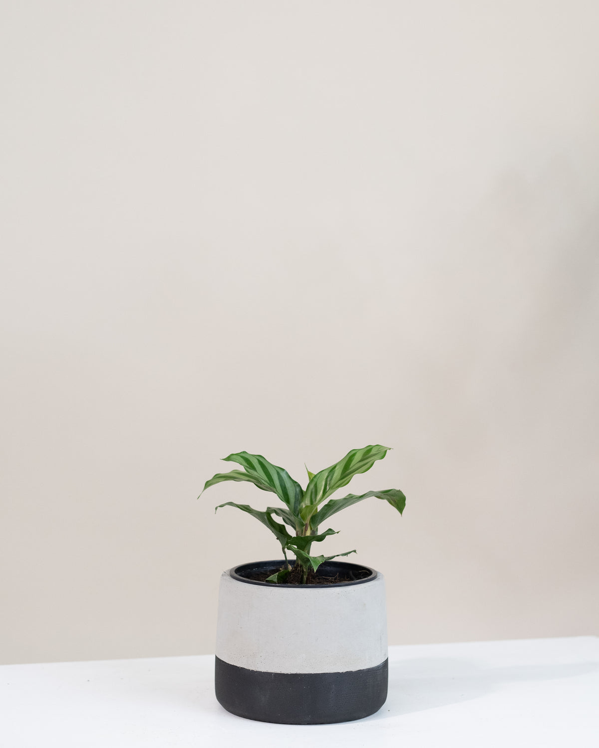 Calathea « Freddy » 