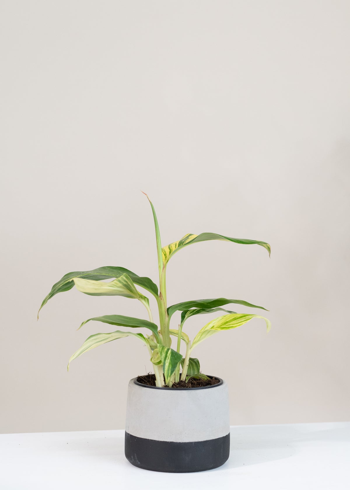 Alpinia « Variegata »