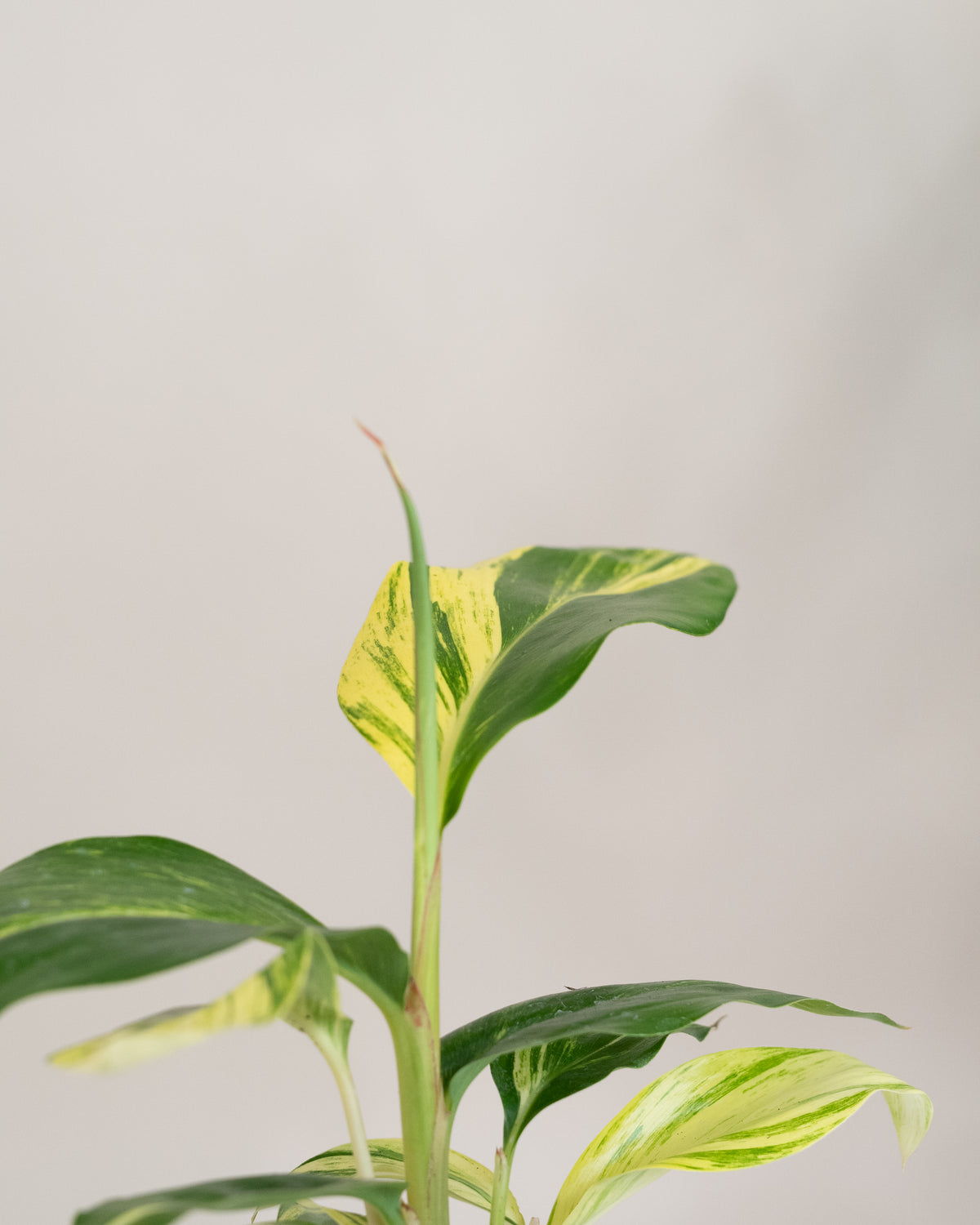 Alpinia « Variegata »
