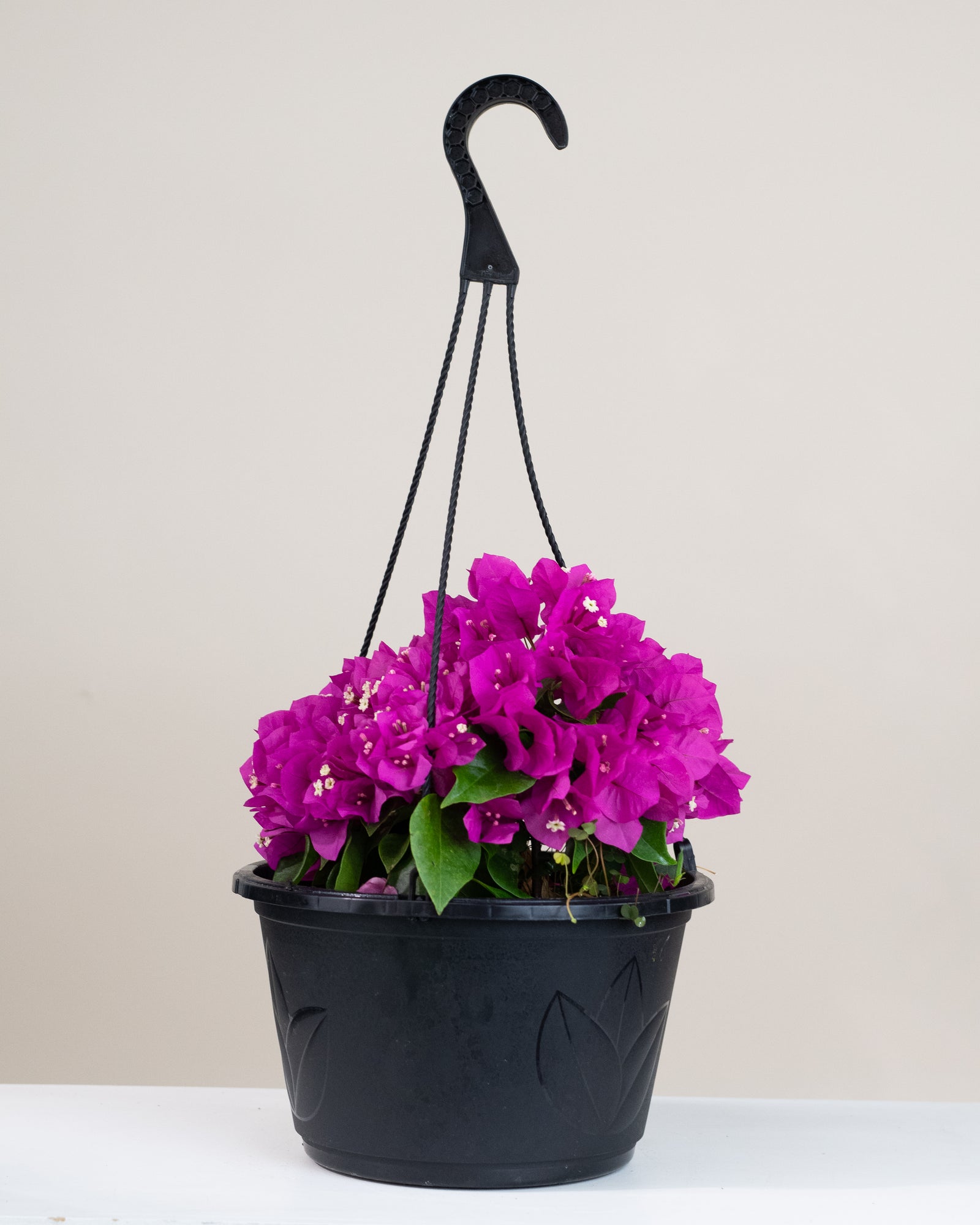Bougainvillea