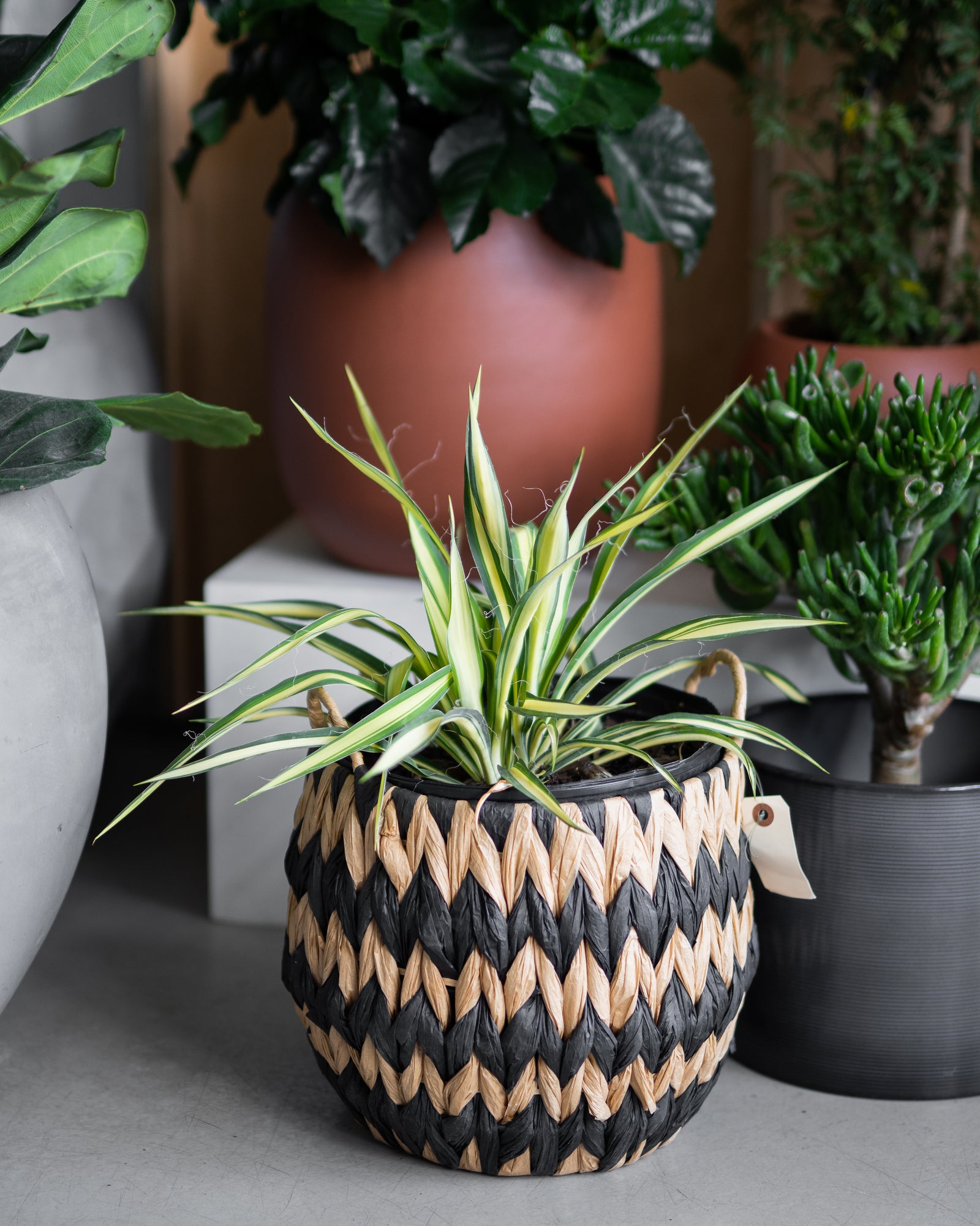 Yucca filamentosa « Color Guard »