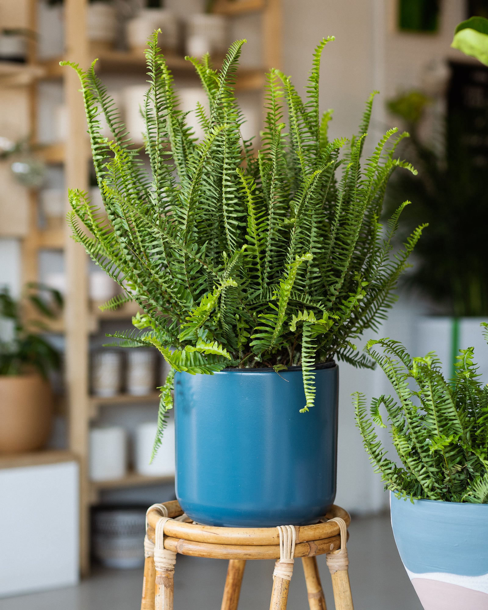 Nephrolepis obliterata « Kimberly Fern »