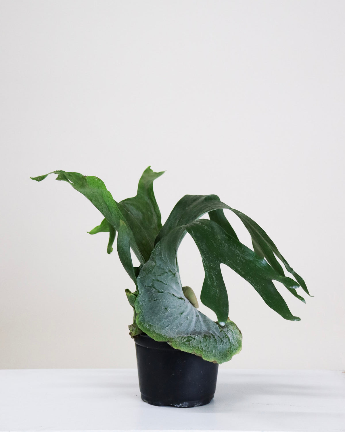 Platycerium superbum