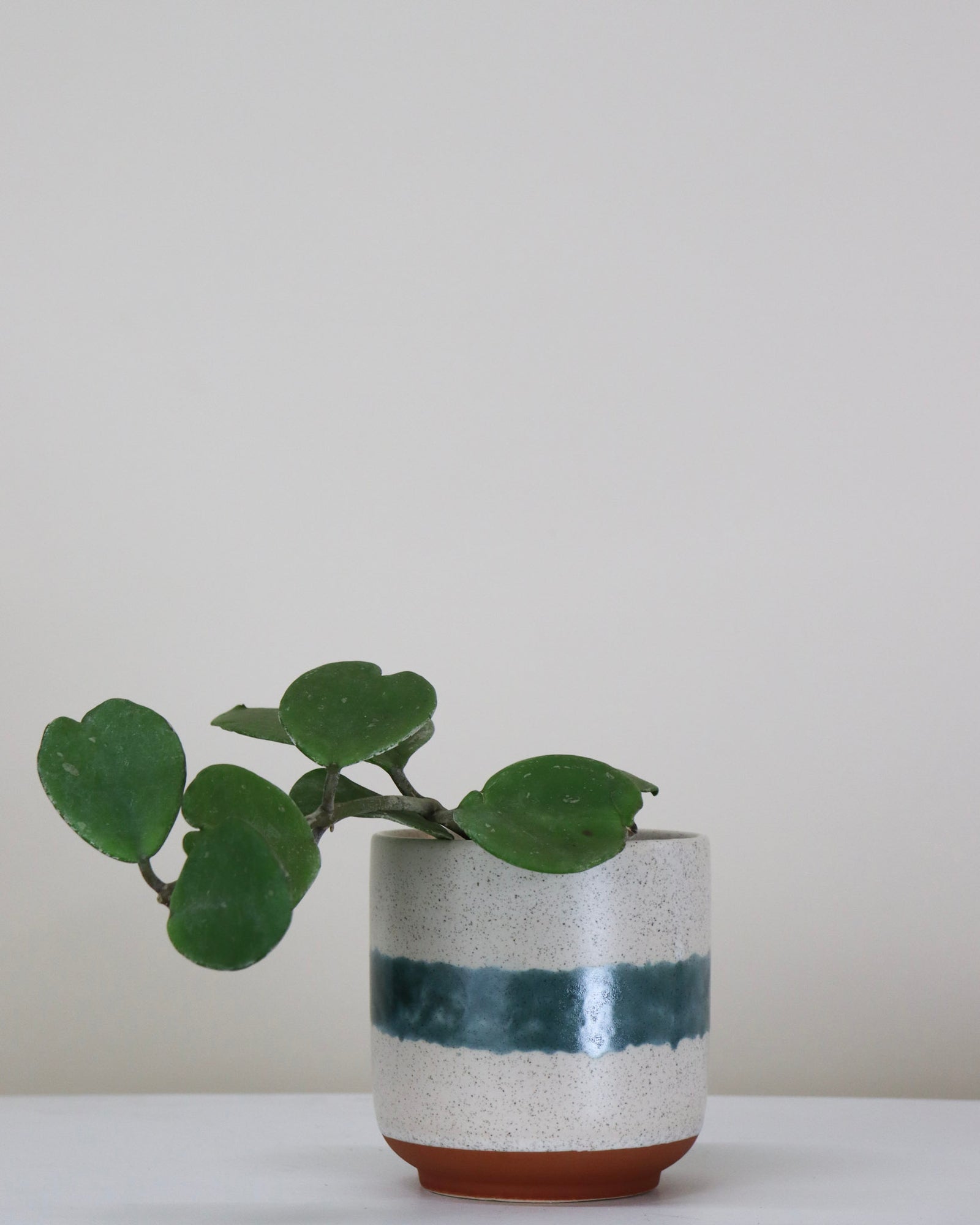 Hoya obovata
