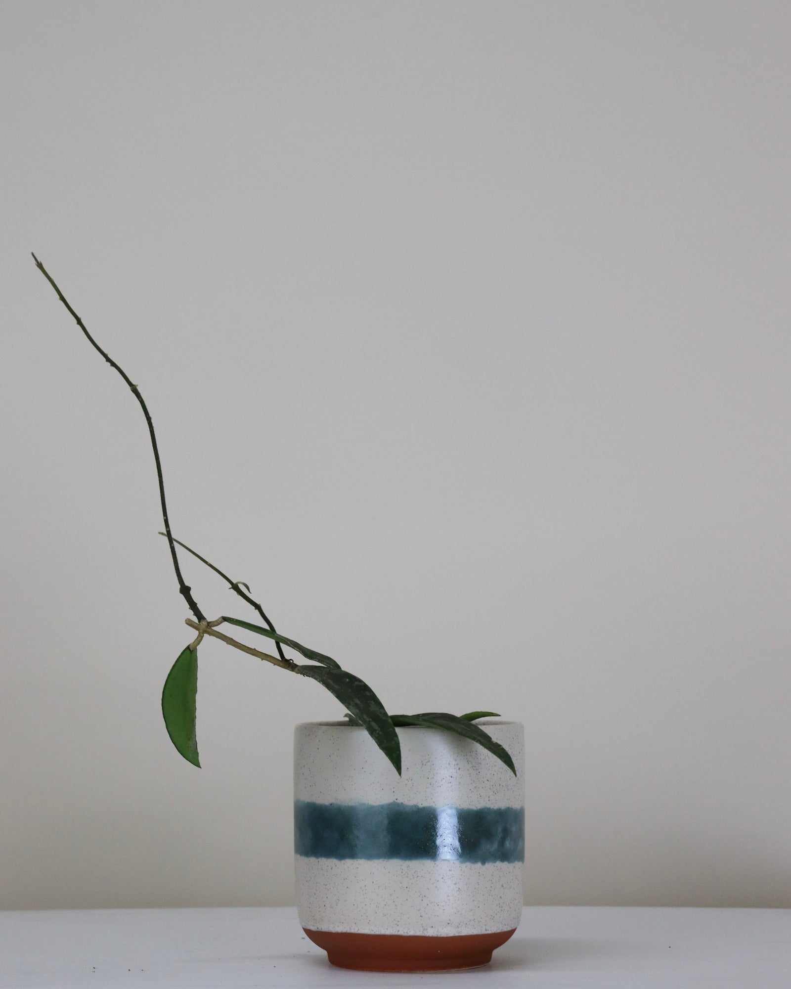 Hoya phuwuaensis