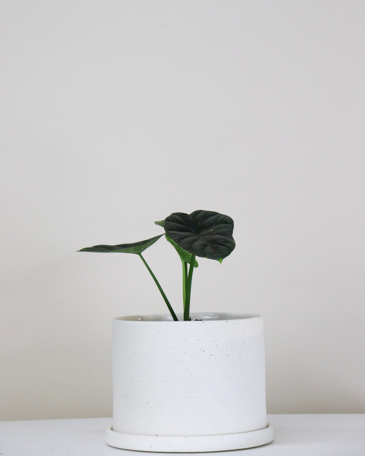Alocasia sinuata
