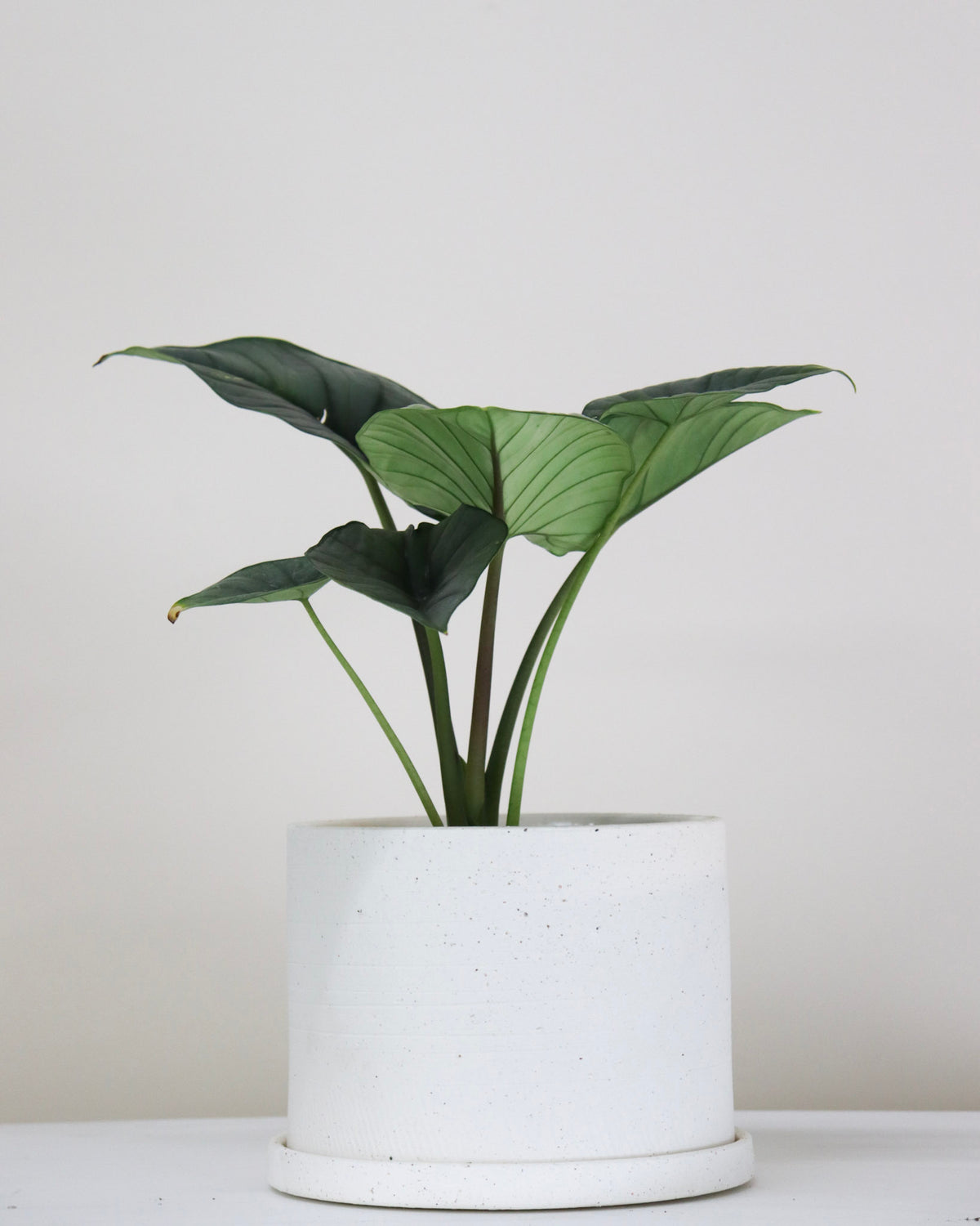 Alocasia « Reginae »