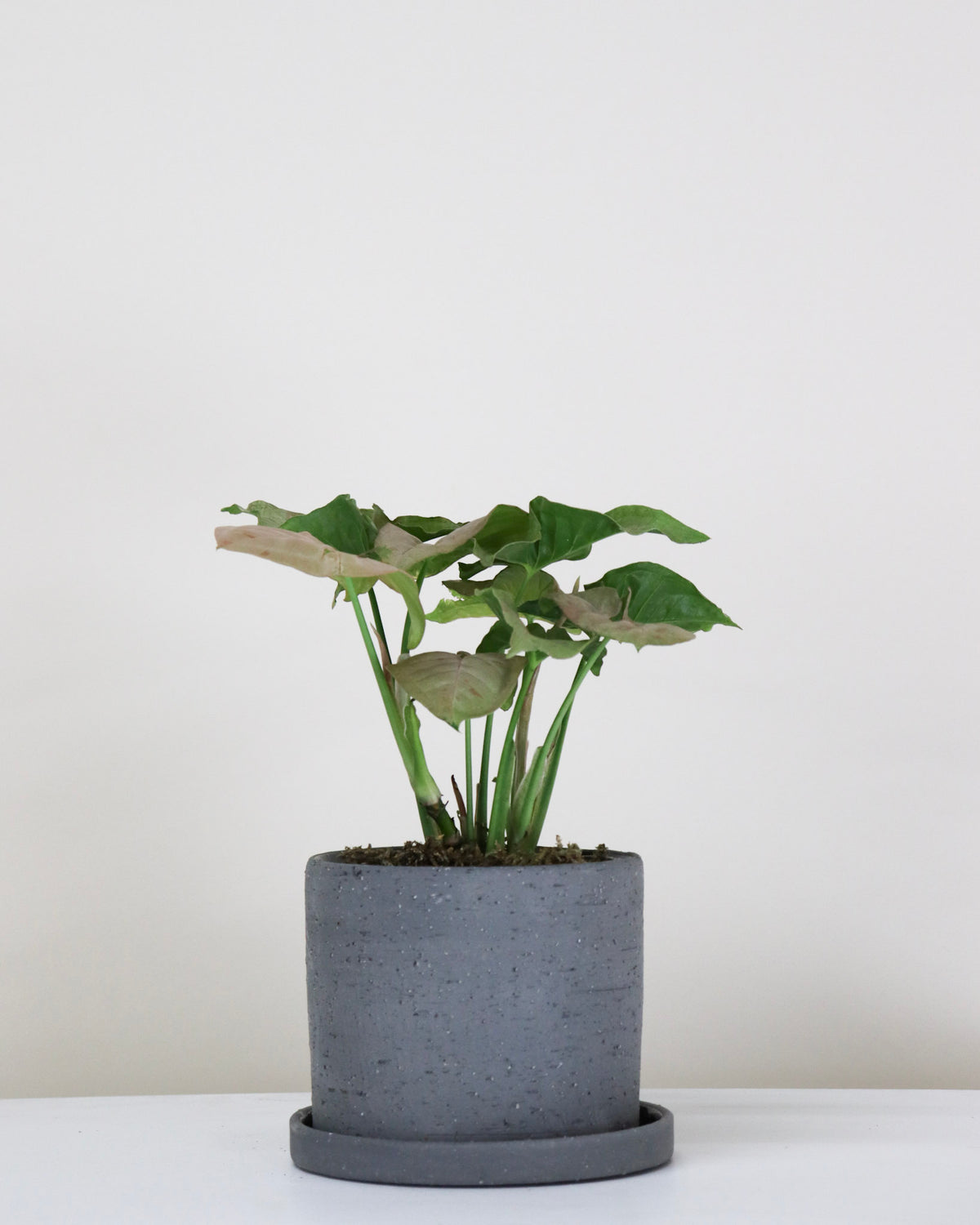 Syngonium podophyllum « Pink Splash »