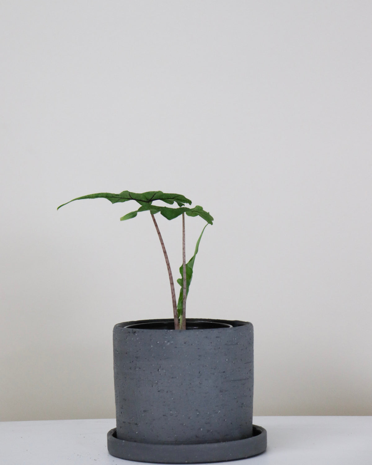 Alocasia « Jacklyn »