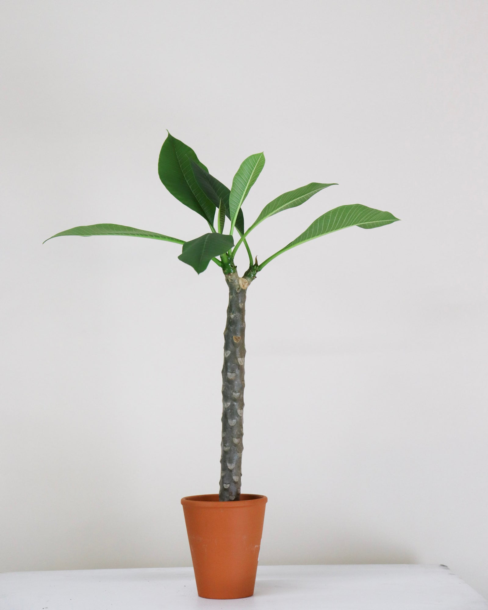 Plumeria « Frangipanier »