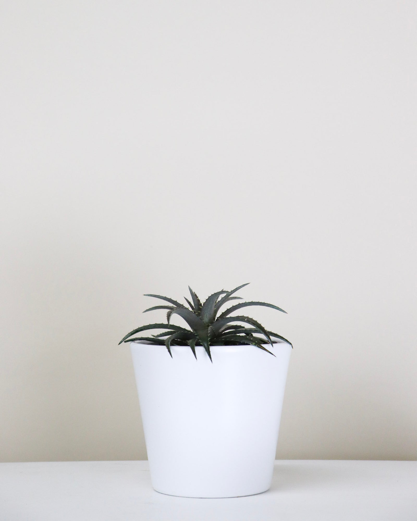 Dyckia « Grape Jelly »