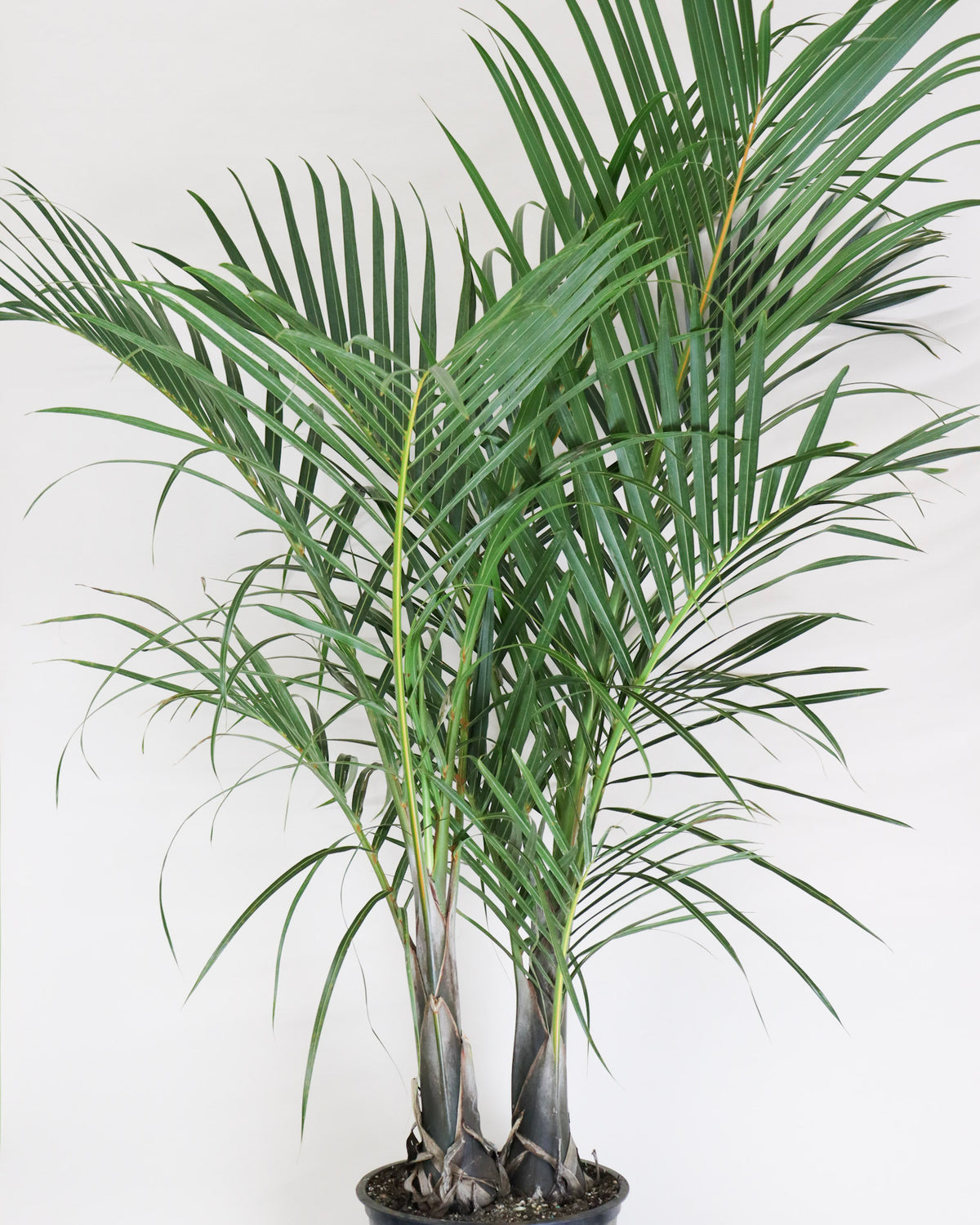 Palmier « Spindle »