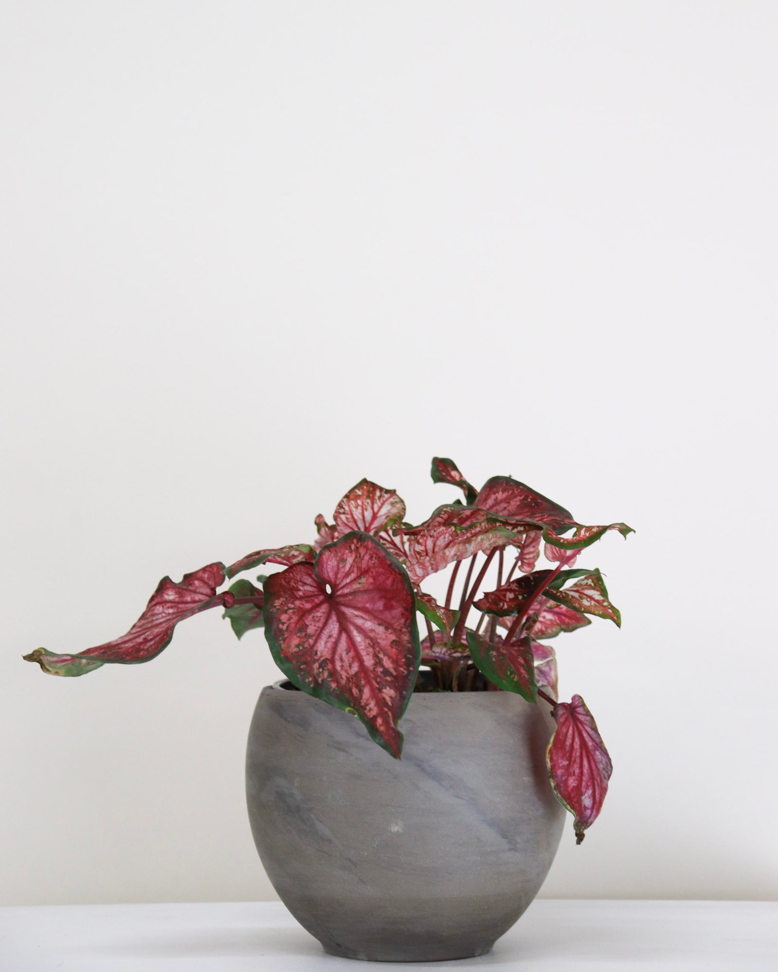 Caladium hortulanum « Scarlet Flame »