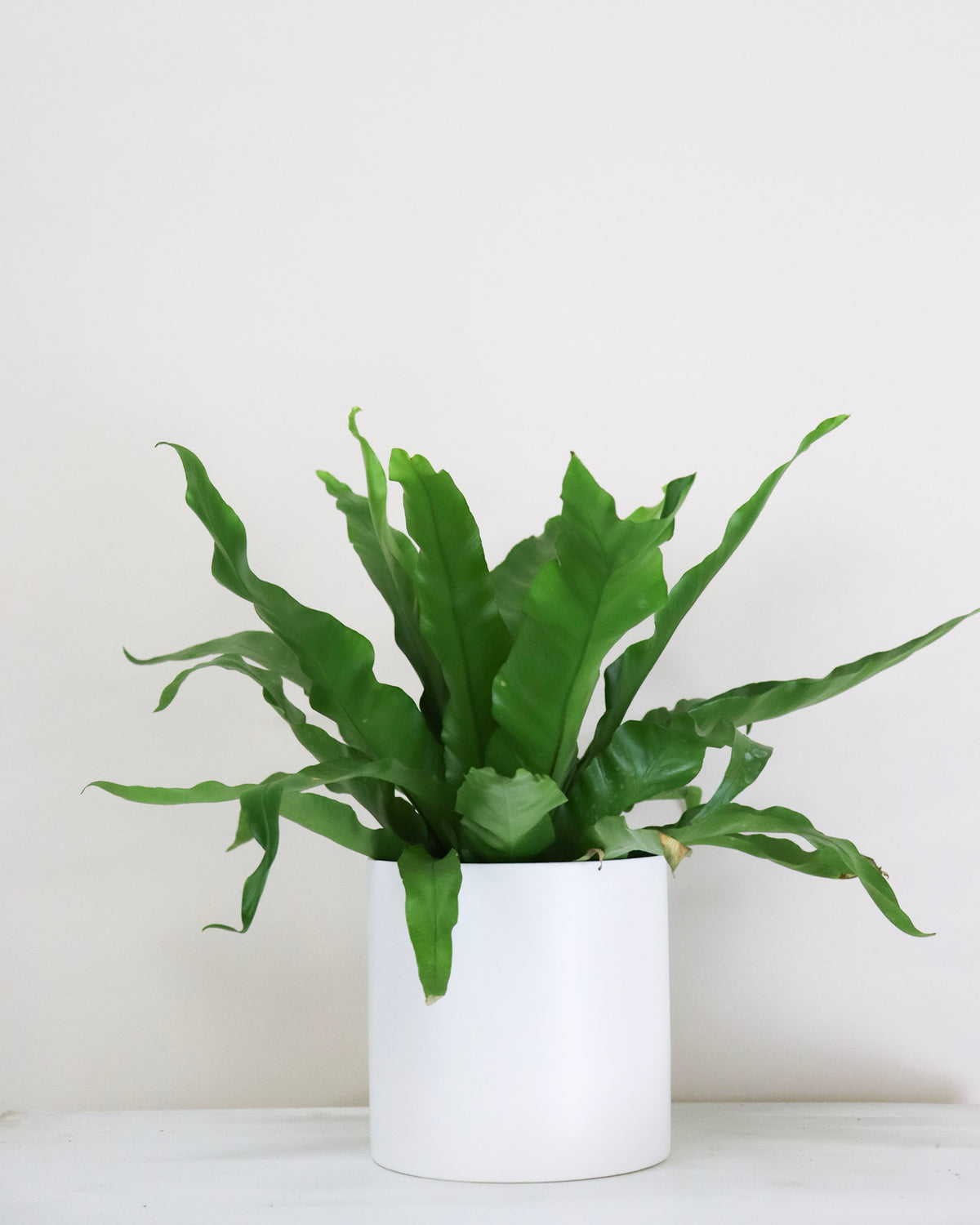 Asplenium nidus « Crissie »