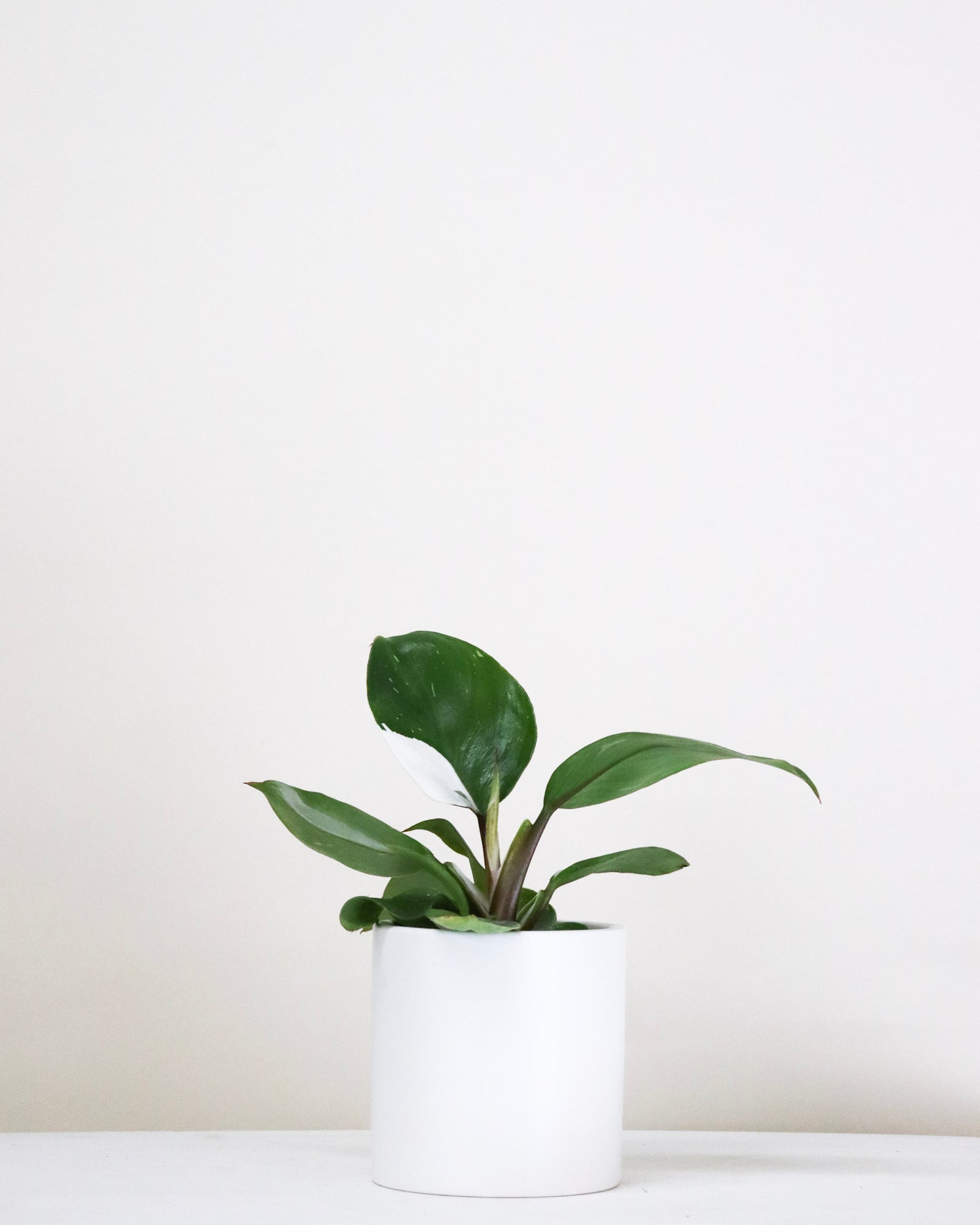 Philodendron « White Knight »