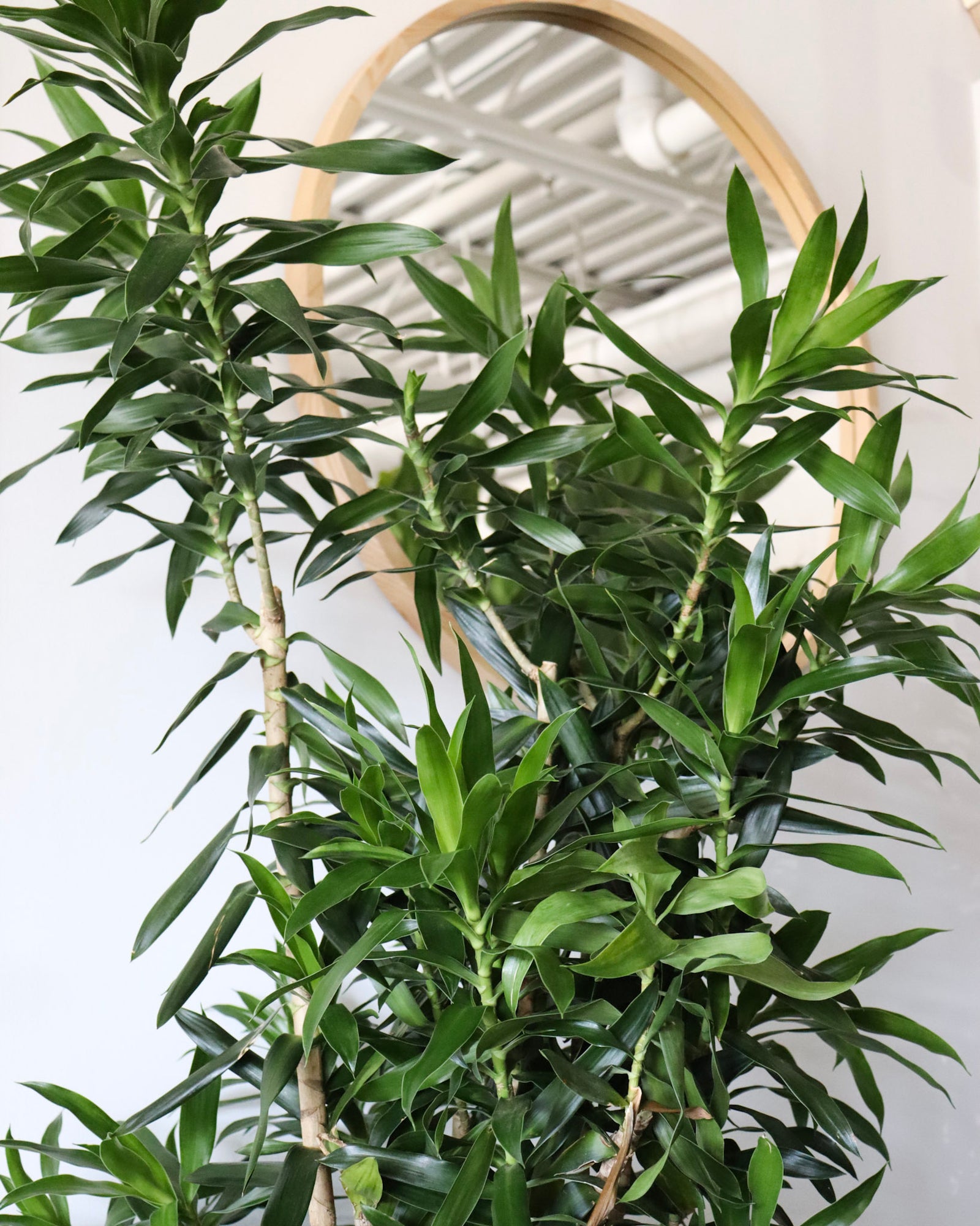 Dracaena reflexa
