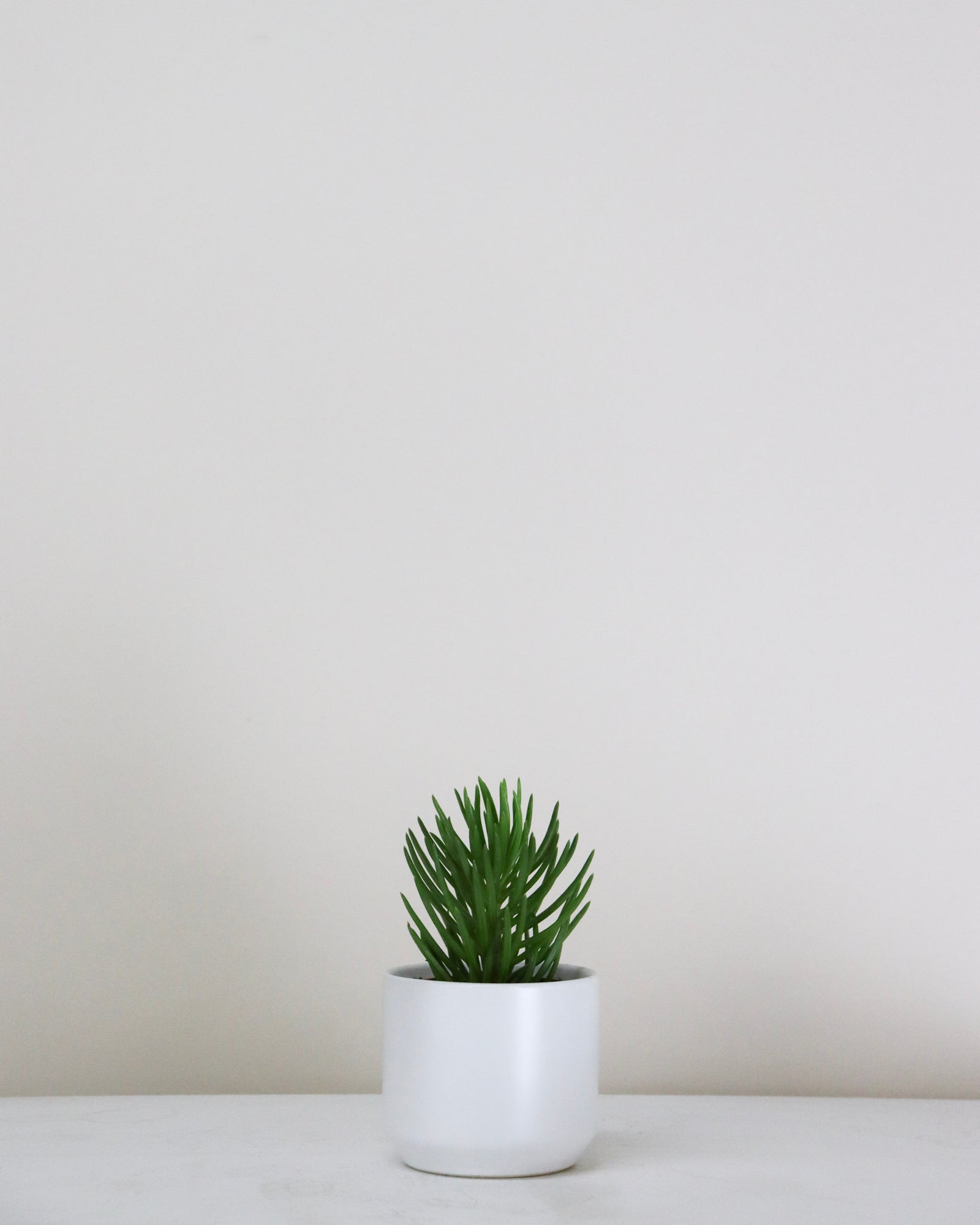 Senecio barbertonicus