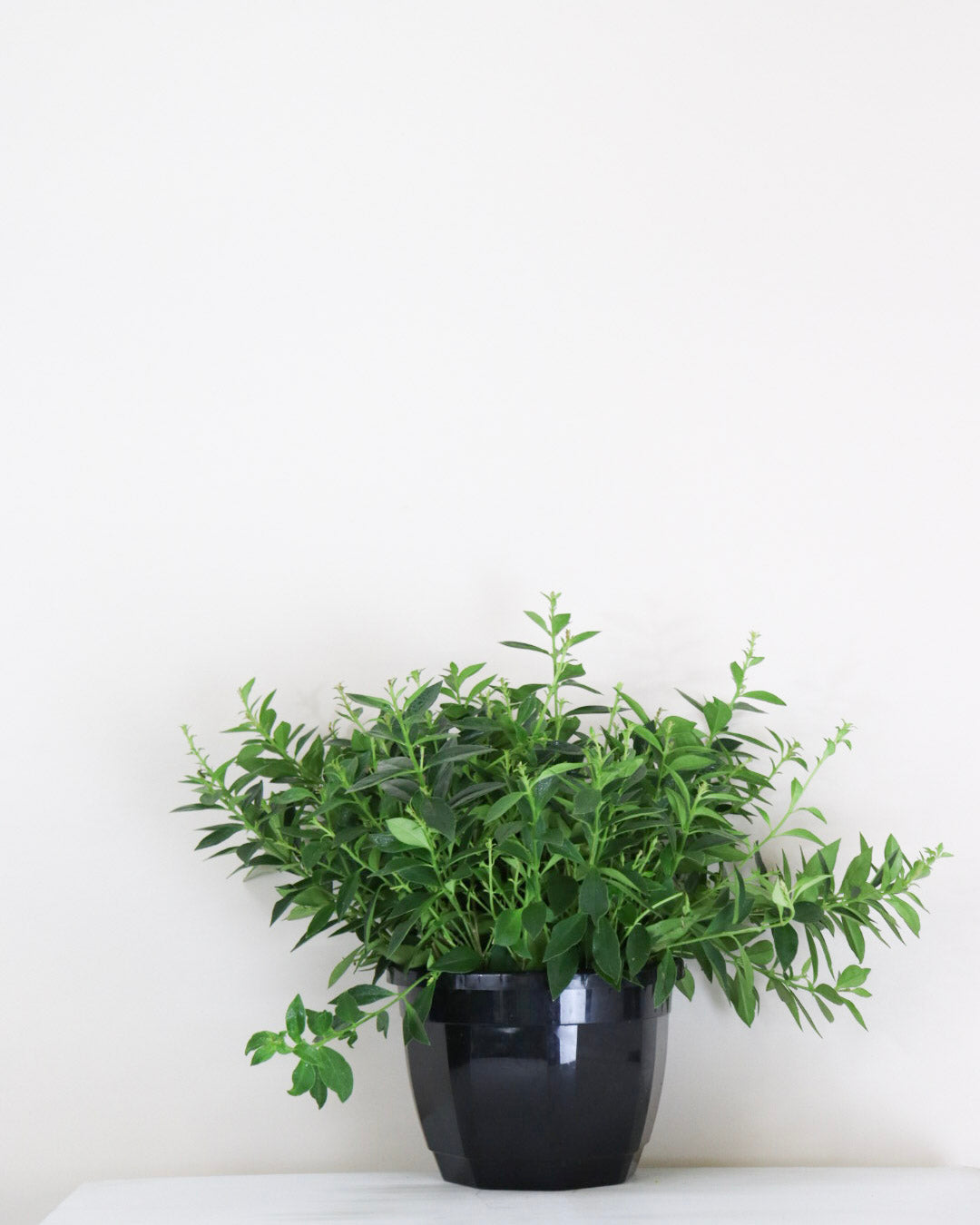 Aeschynanthus « Micranthus »