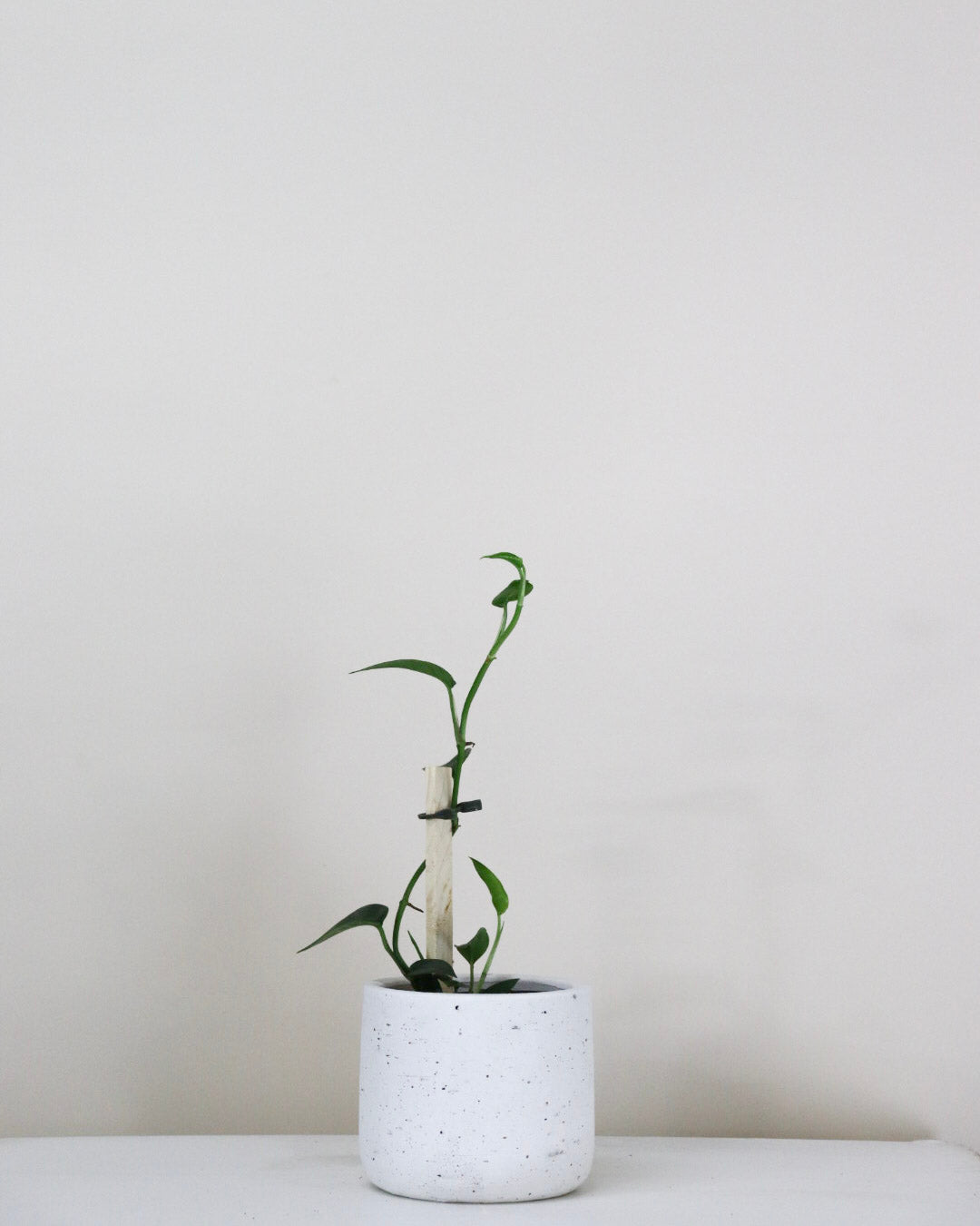 Epipremnum « Dragon Tail »