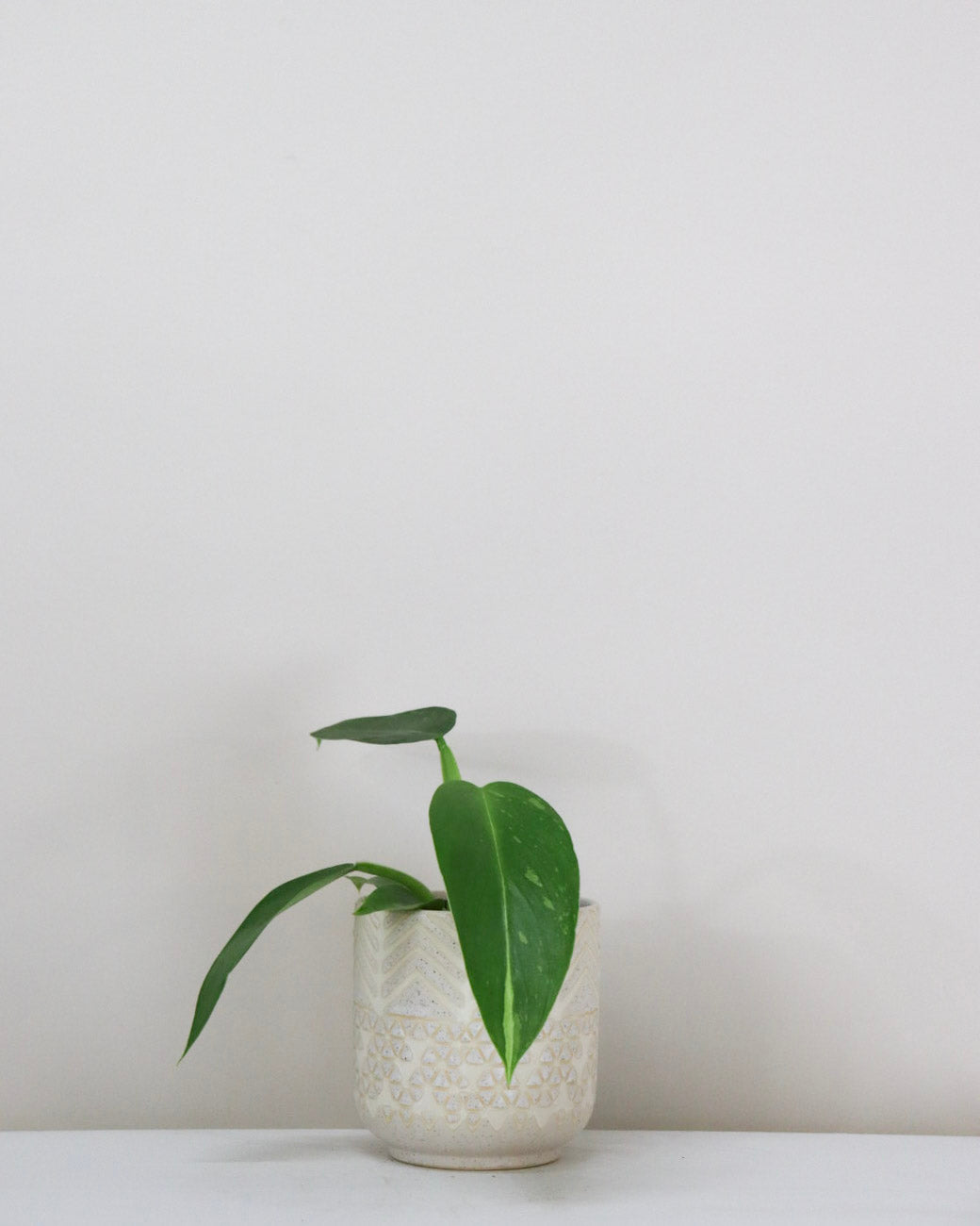 Philodendron « Jose Buono »