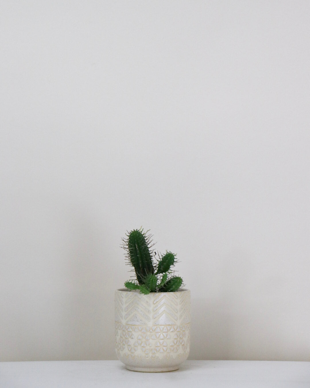 Euphorbia mammillaris