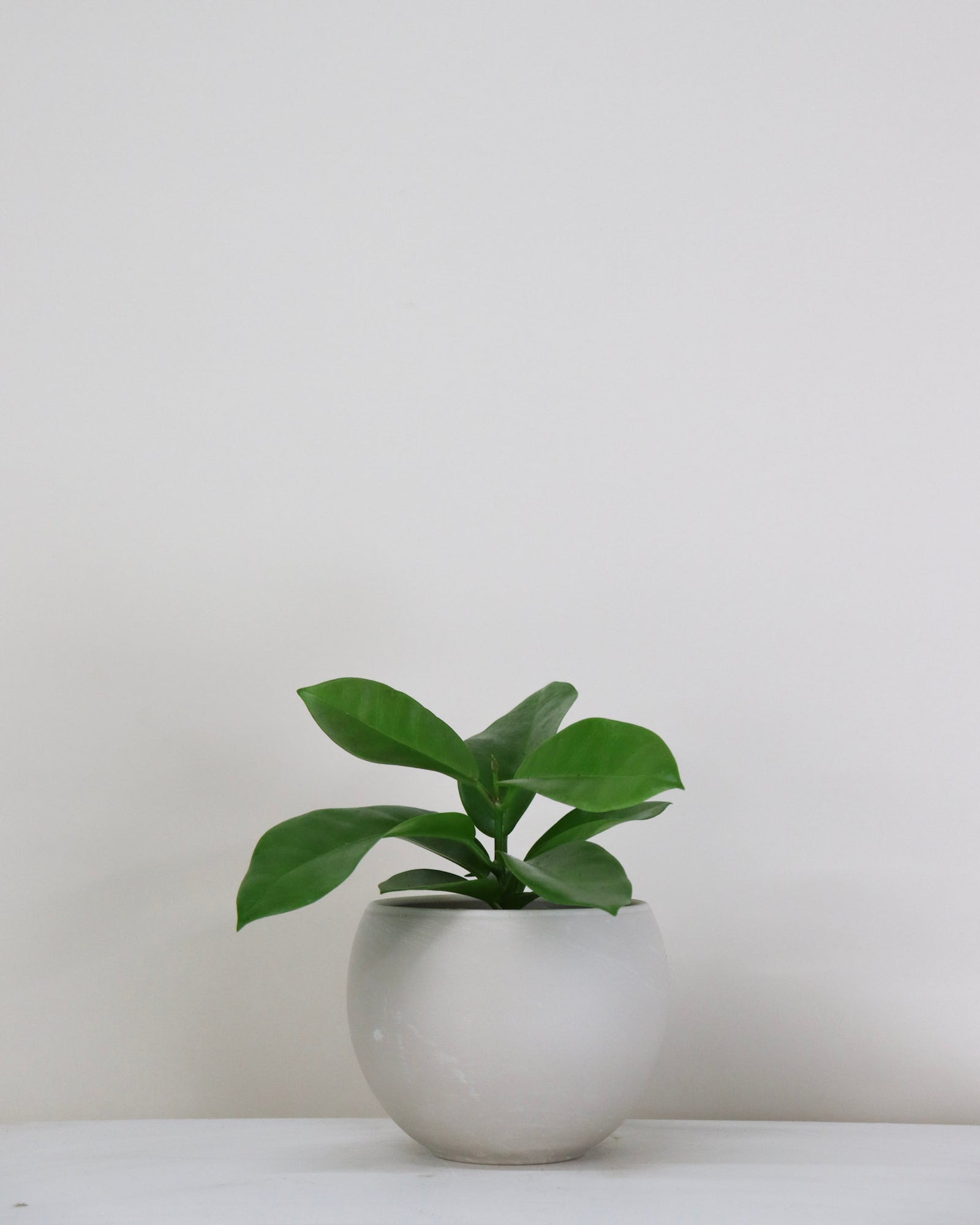 Hoya Globulosa