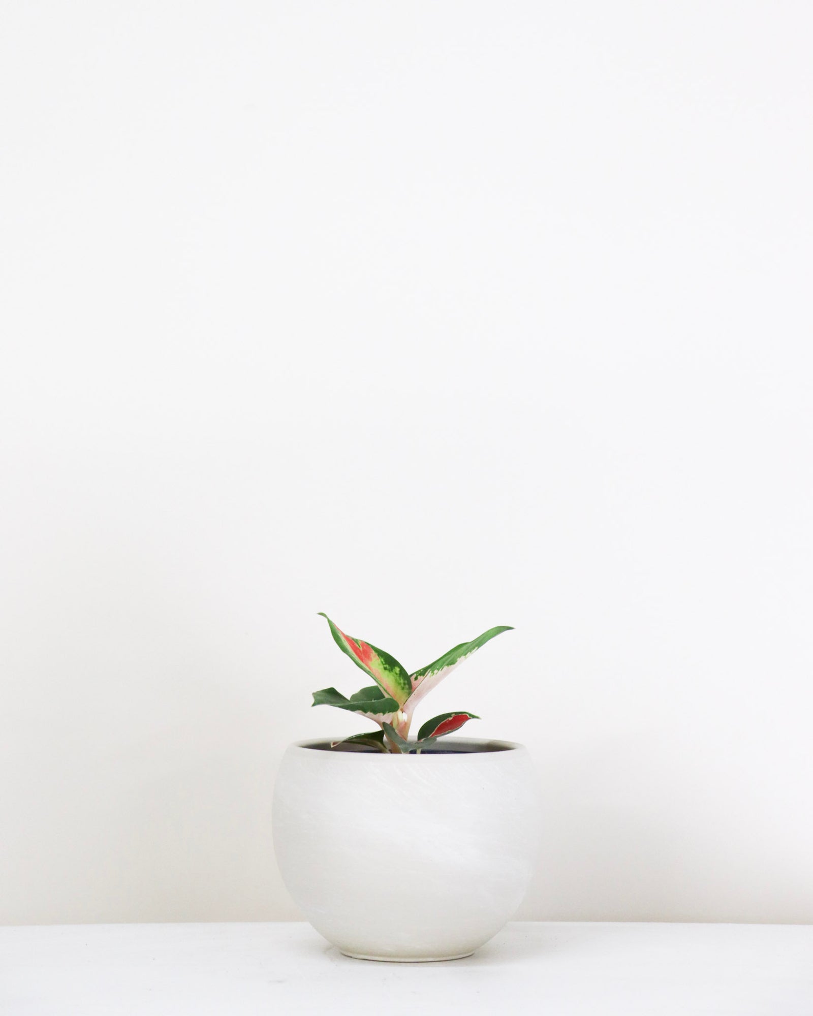 Aglaonema « Red Thai »