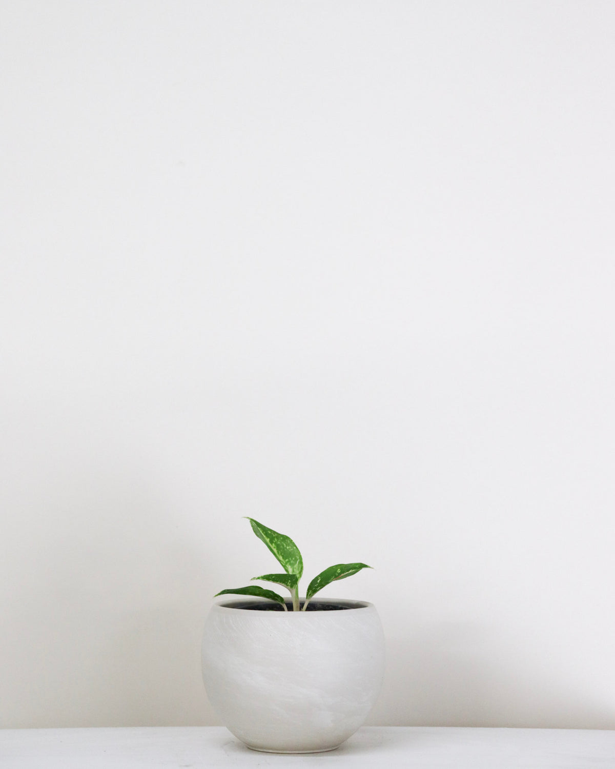 Aglaonema « Starshining »