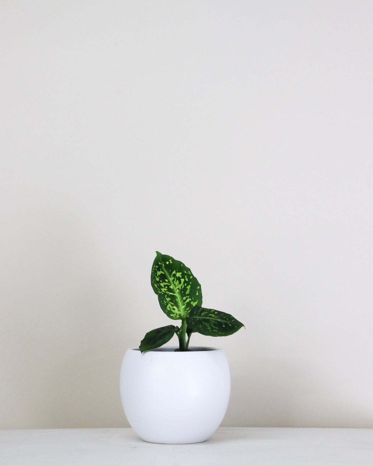 Dieffenbachia « Reflector »