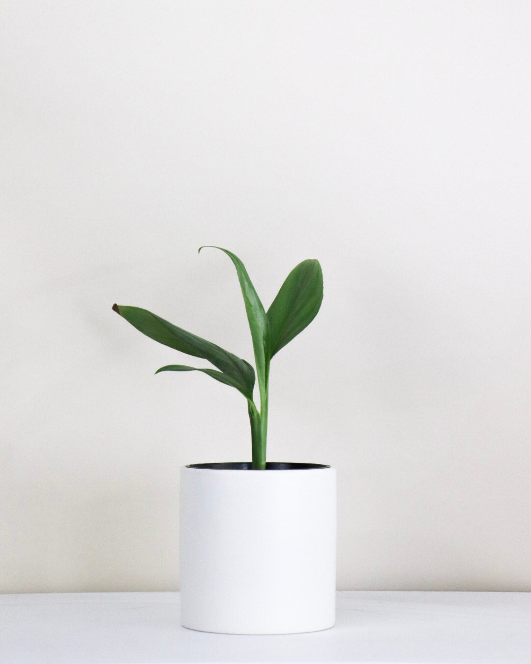 Epipremnum amplissimum