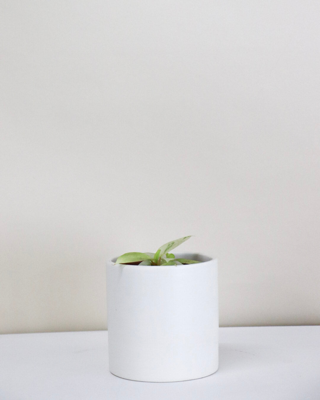 Philodendron « Snowdrift »