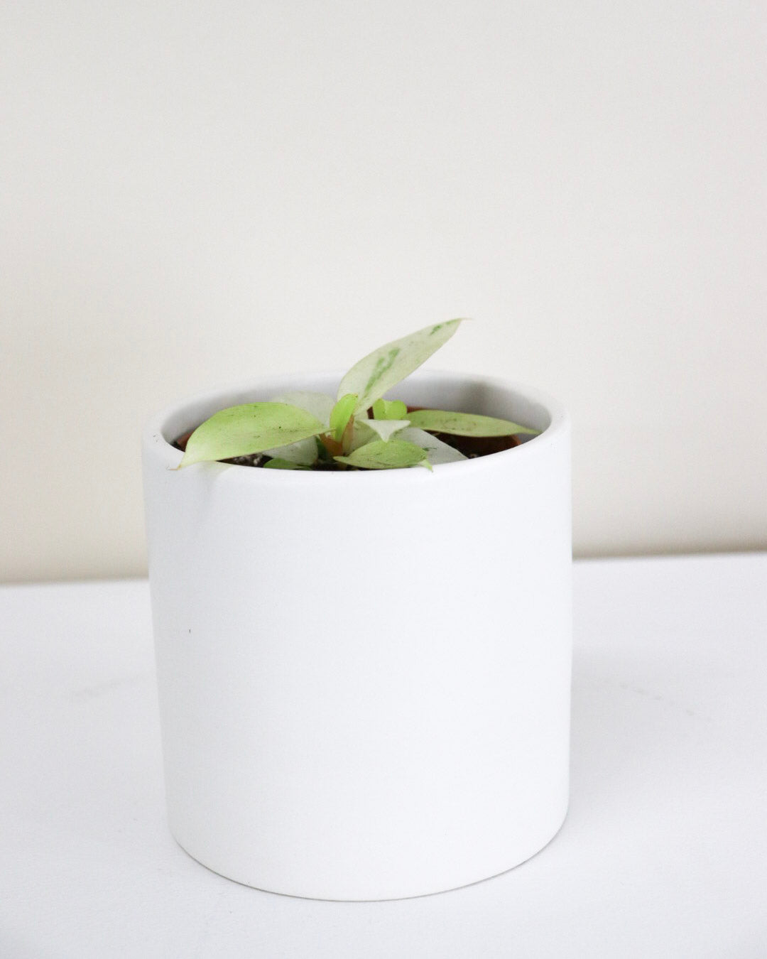 Philodendron « Snowdrift »