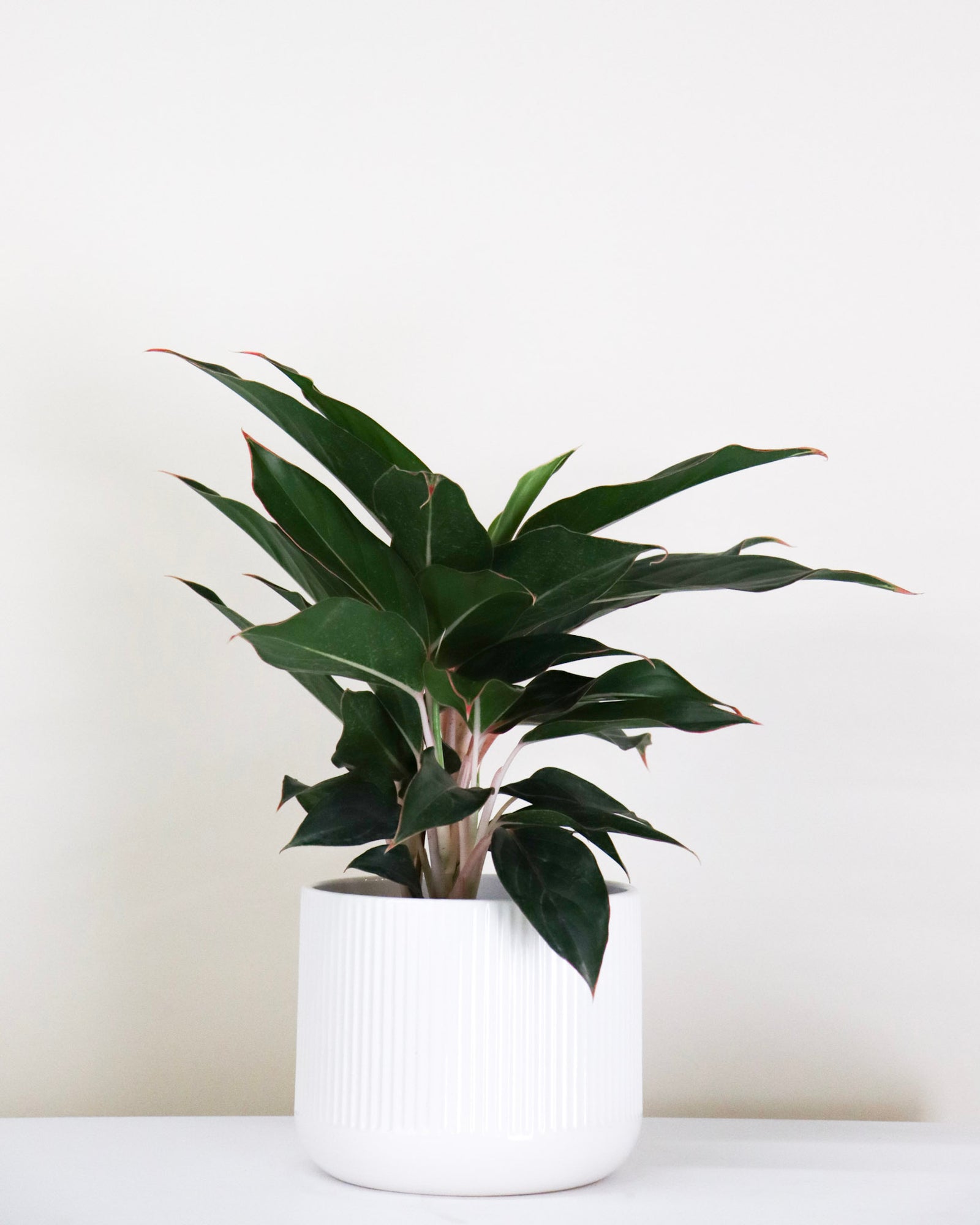 Aglaonema « Saphire »
