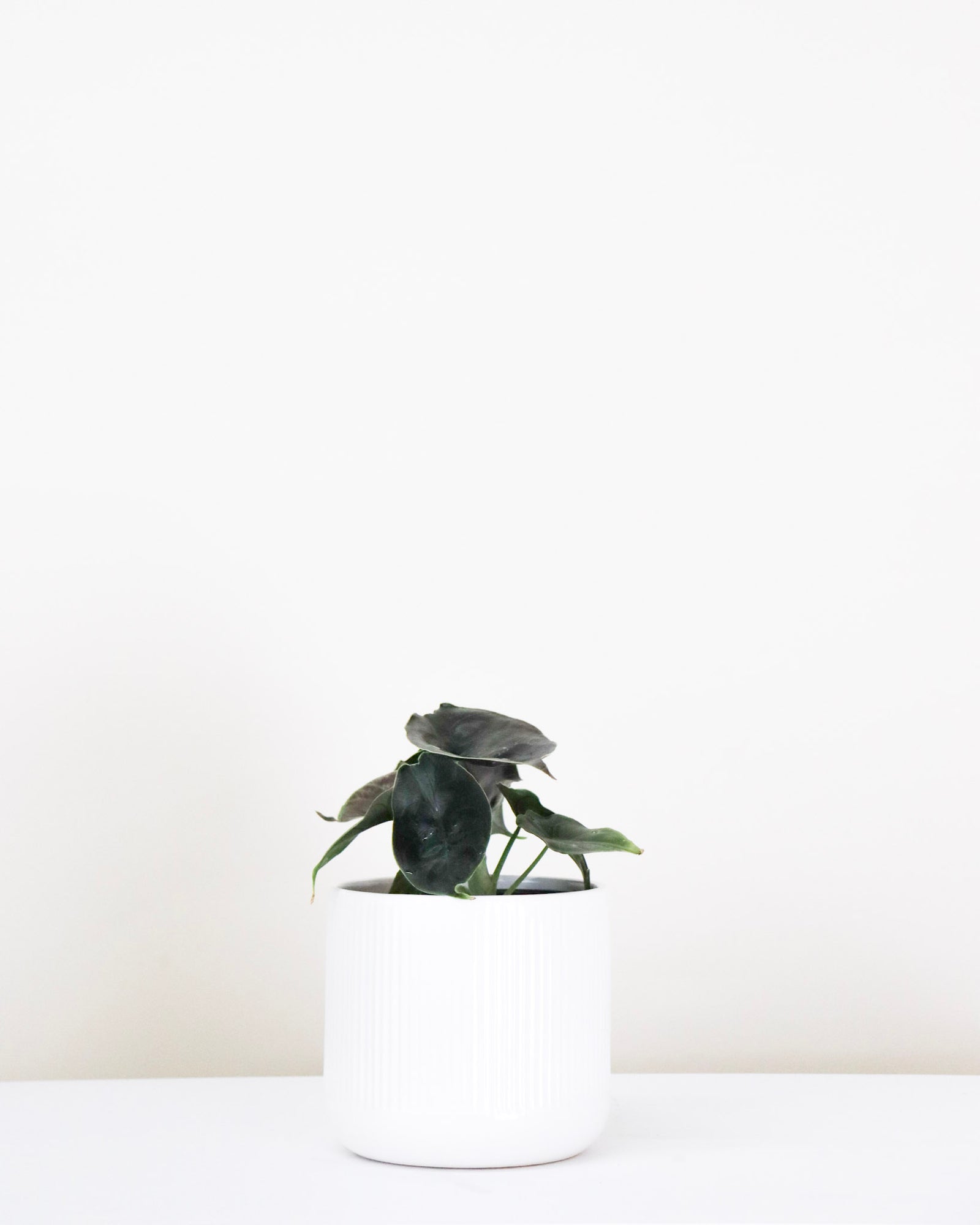 Alocasia Azlanii