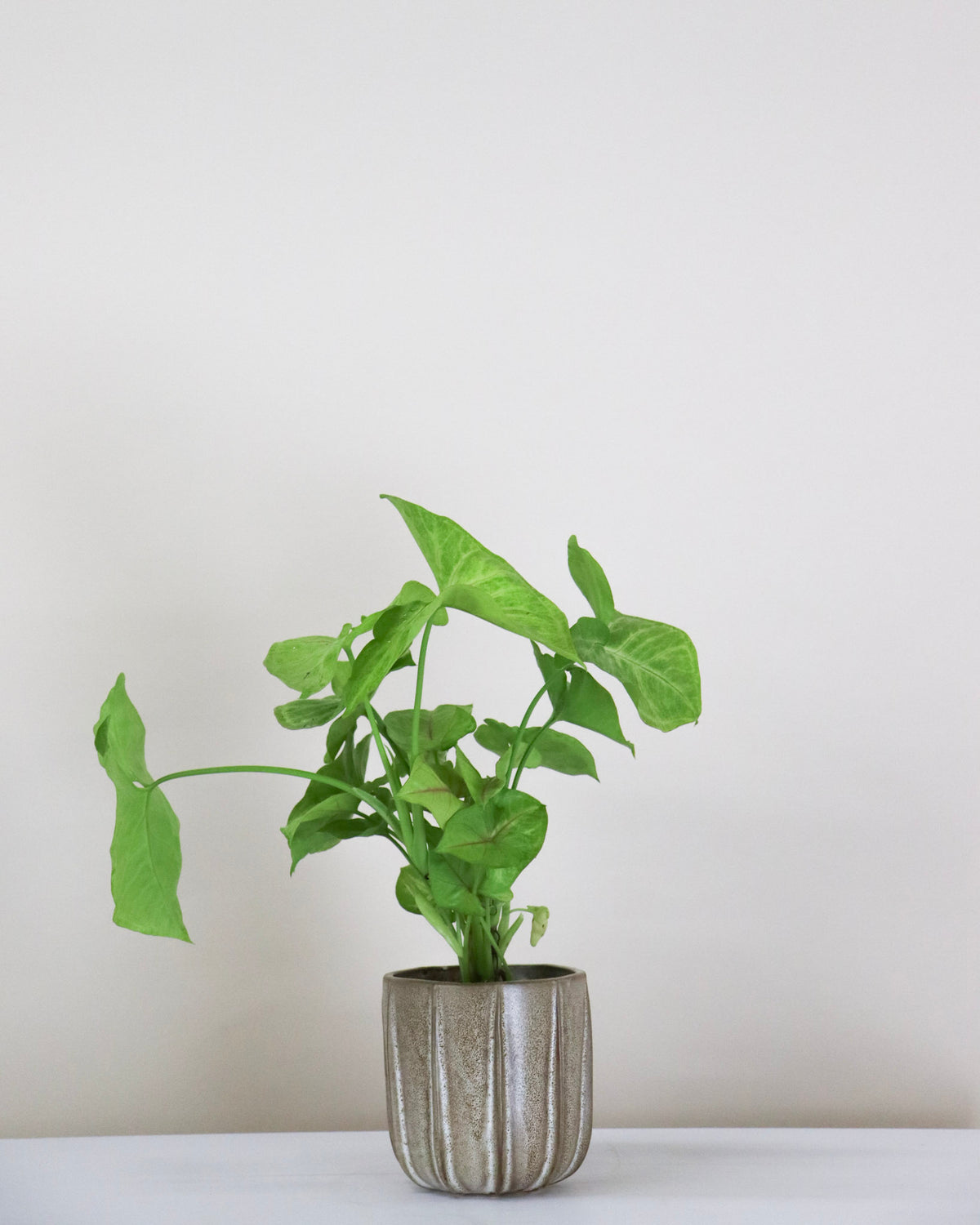 Syngonium « Golden Allusion »