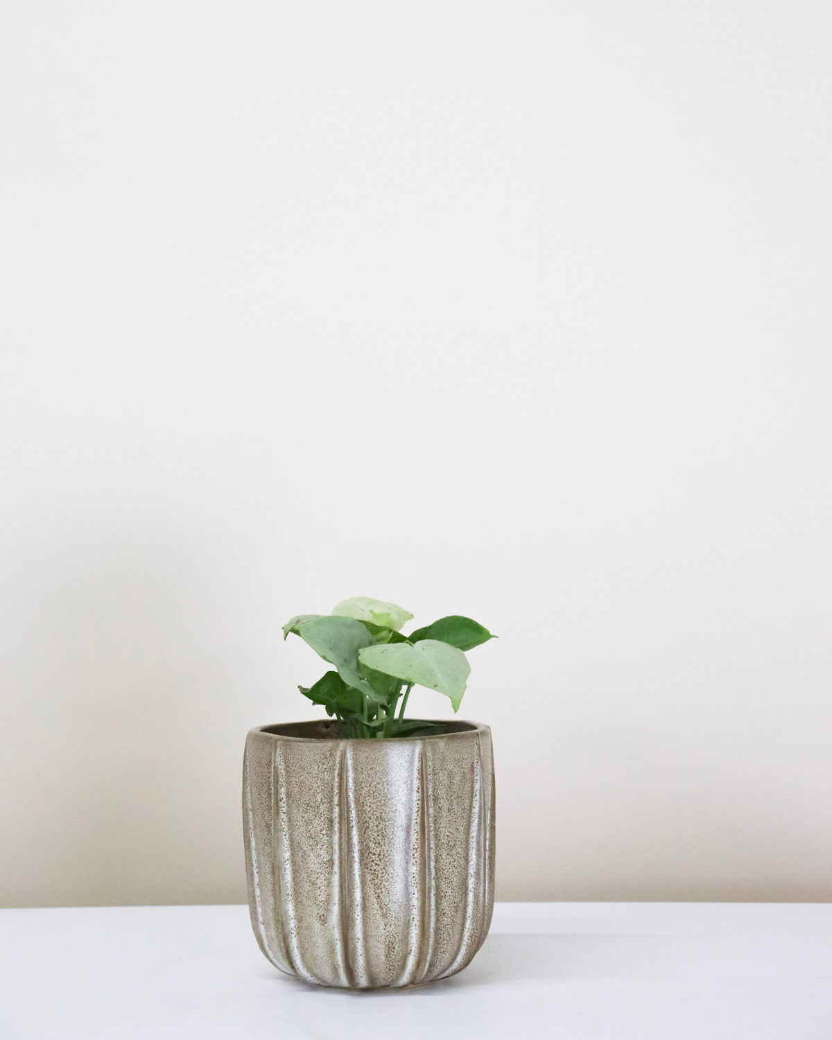 Syngonium « Dazzle »