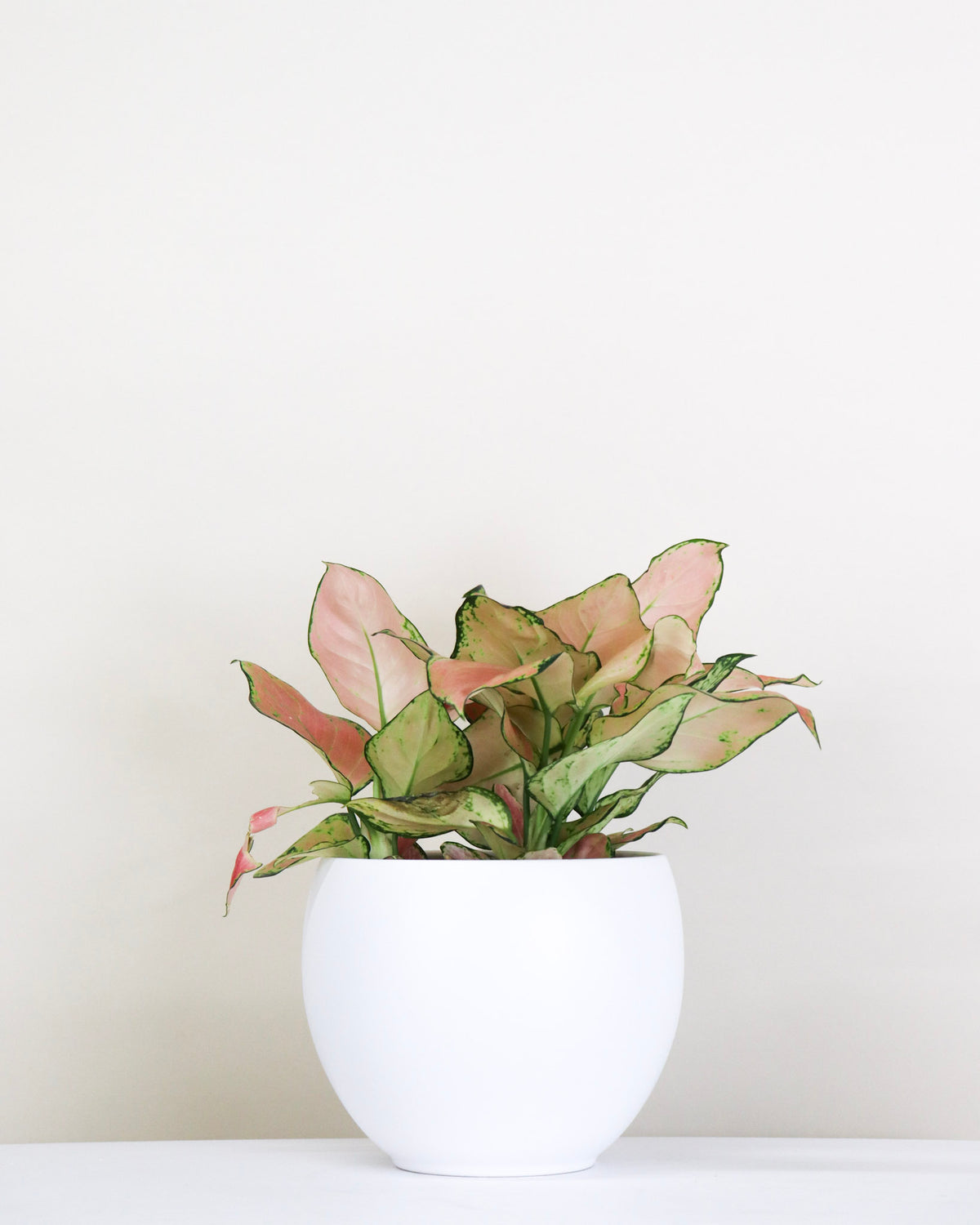 Aglaonema « Pink Wishes »