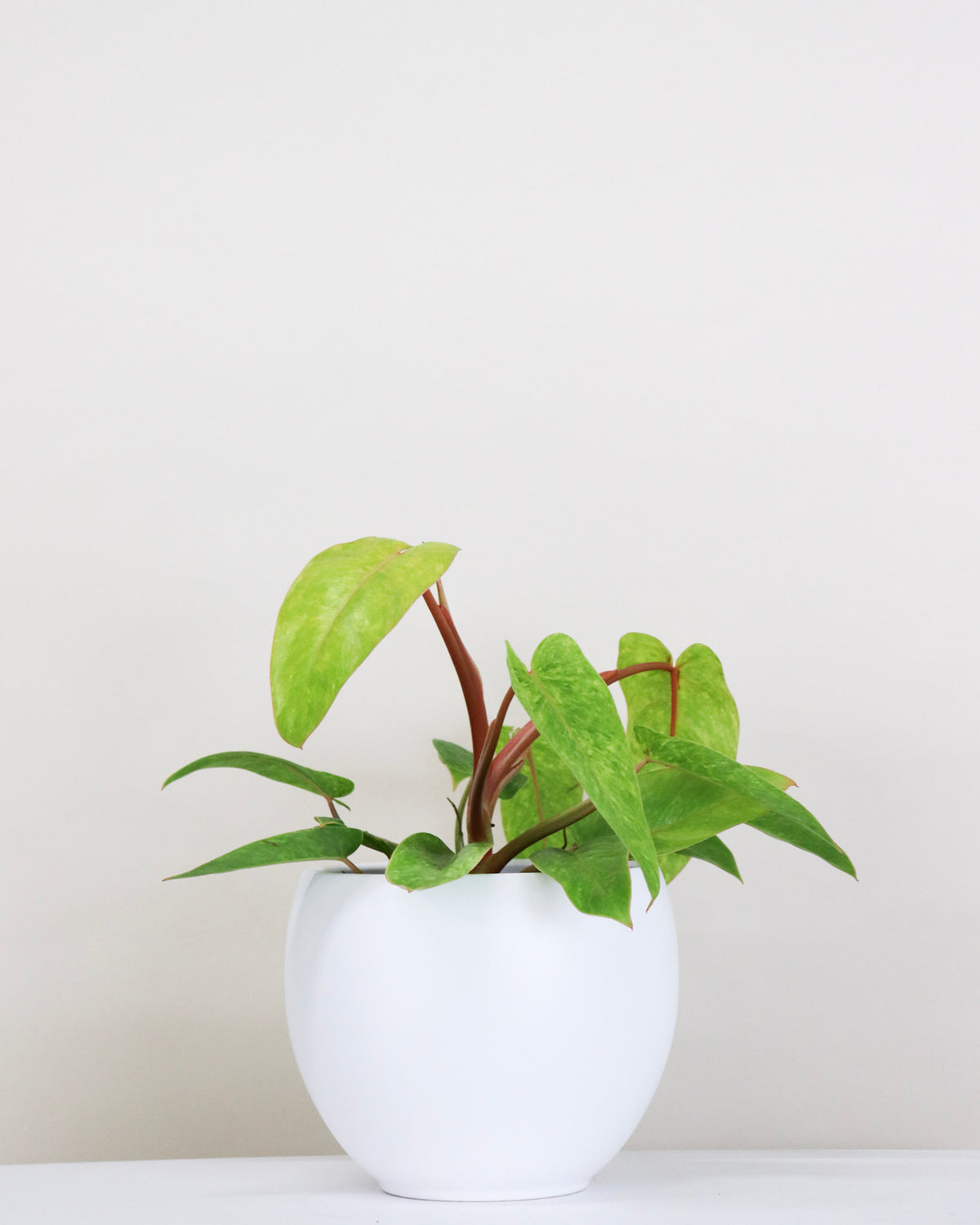 Philodendron « Painted Lady »