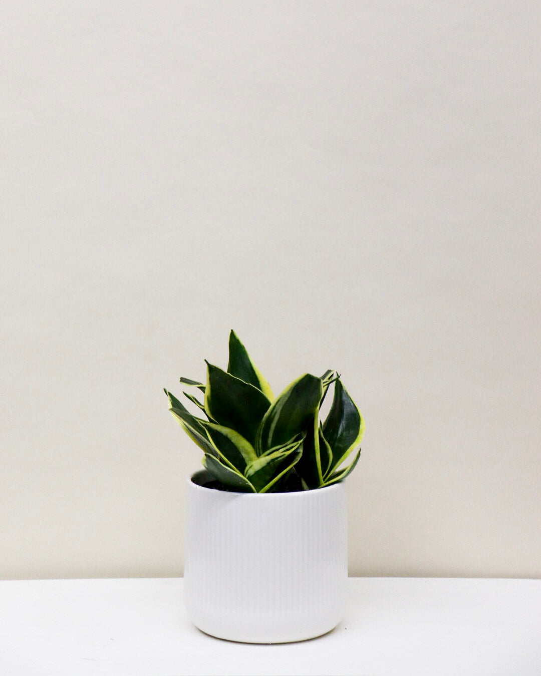 Sansevière trifasciata « Hahnii »