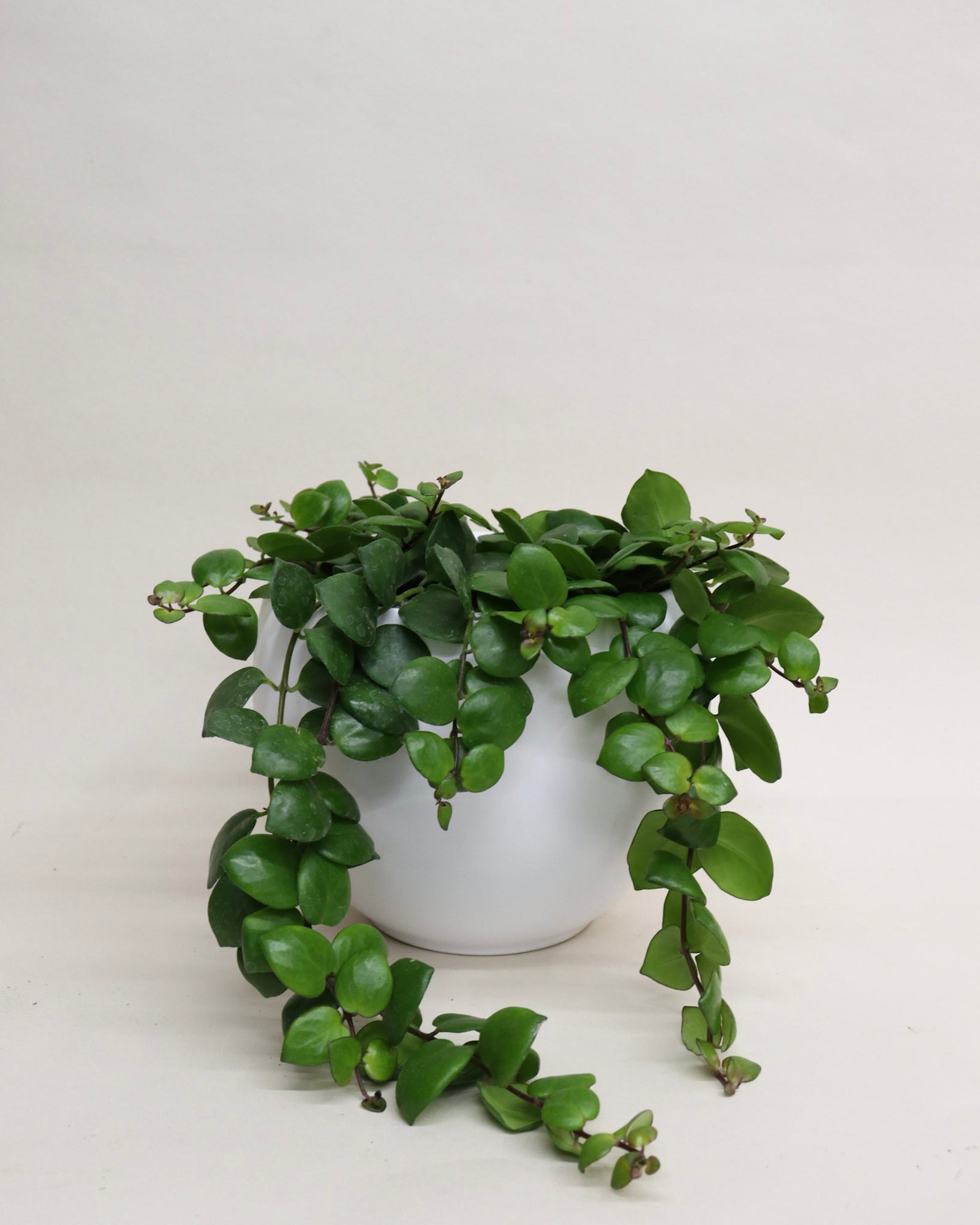 Aeschynanthus radicans « Thaï Pink »
