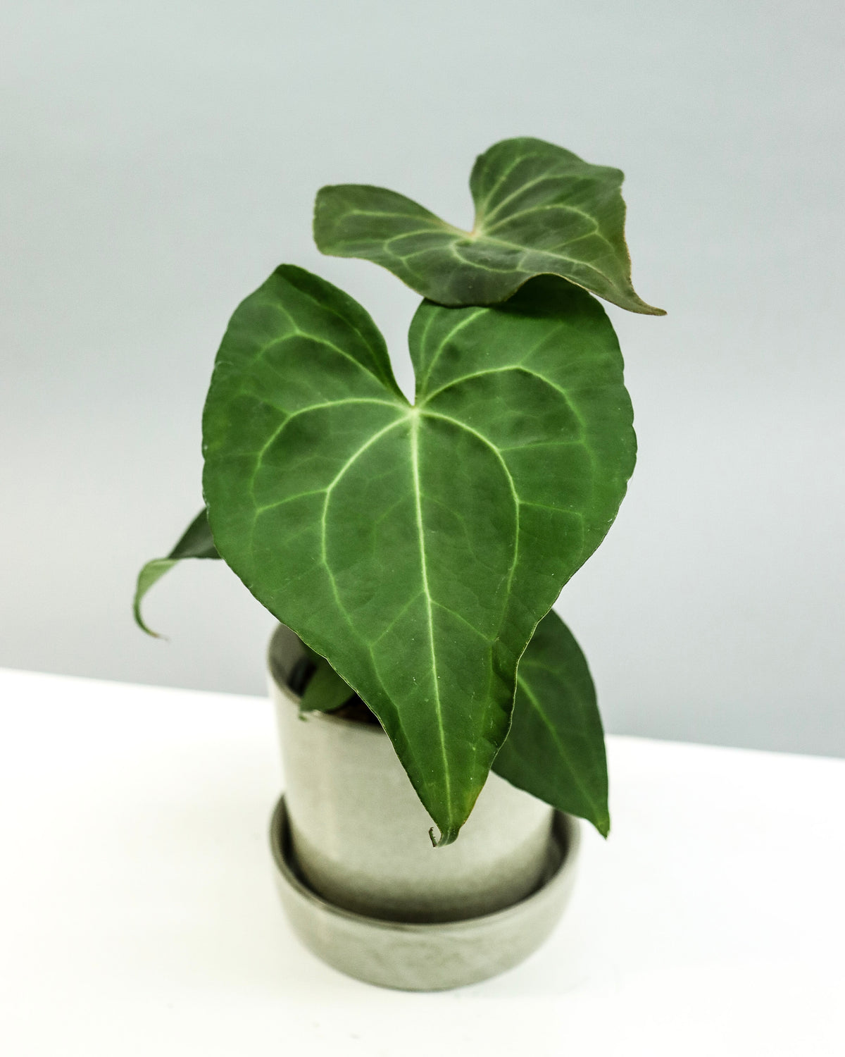 Anthurium pterodactyl