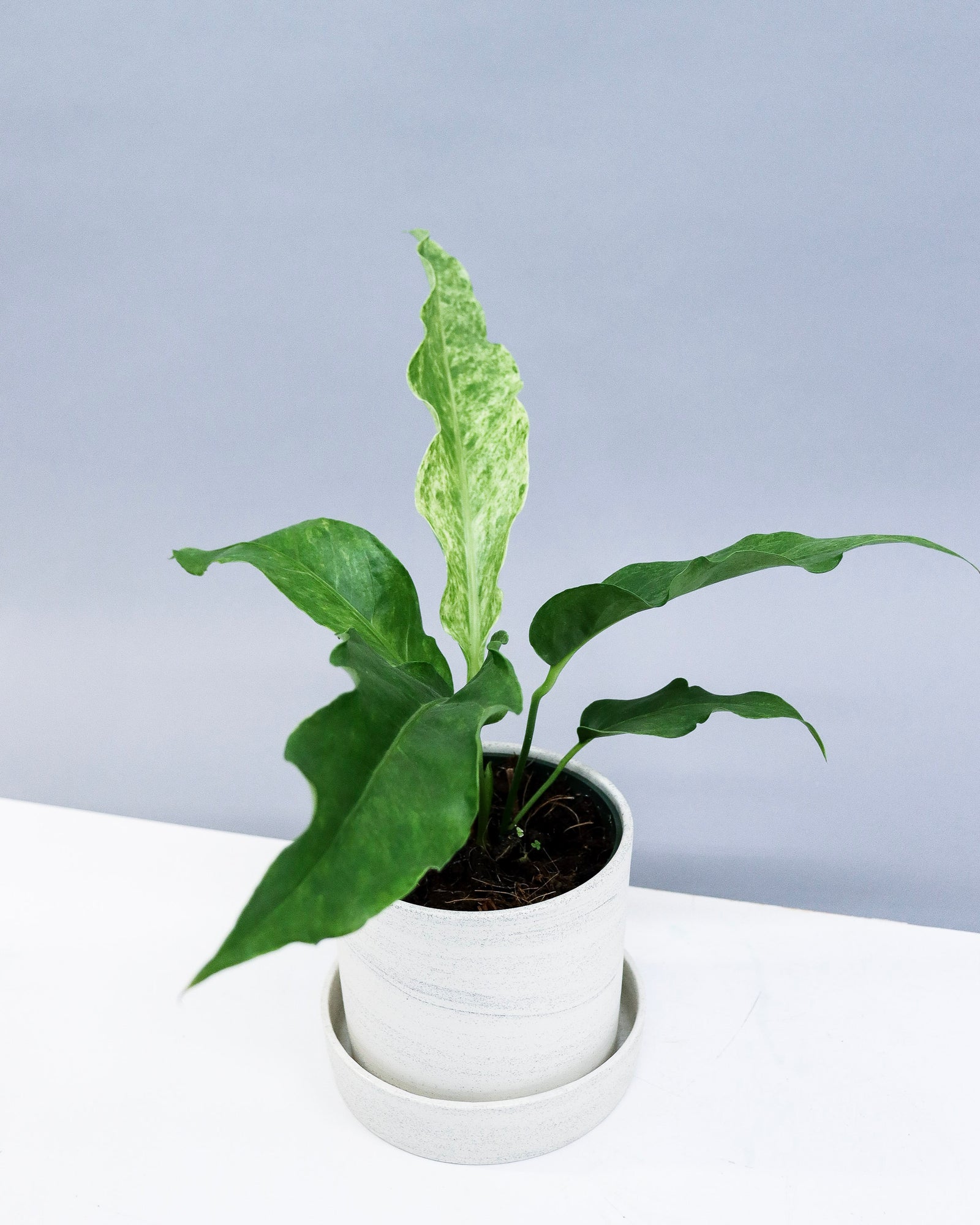 Anthurium « hookeri » variegata