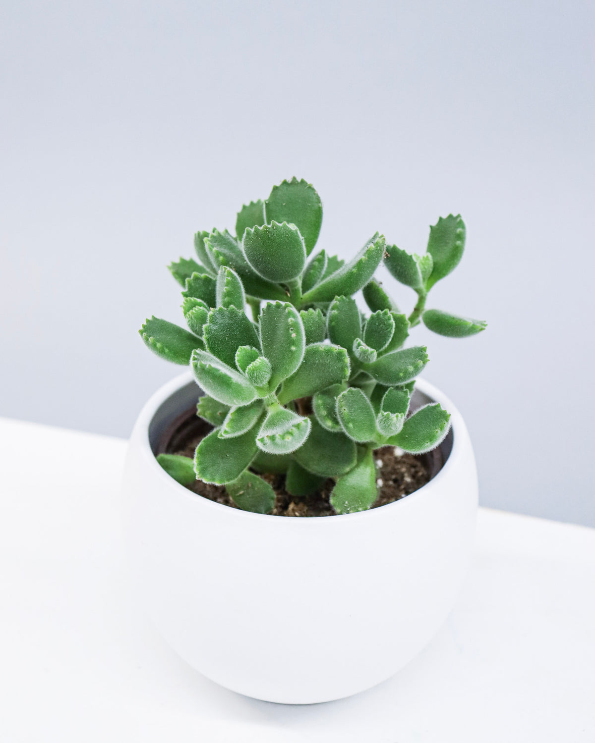 Cotyledon Tomentosa « Bear Paws »