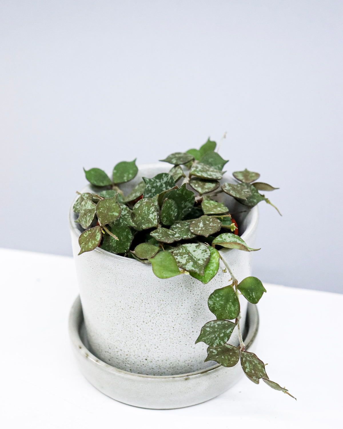 Hoya curtisii