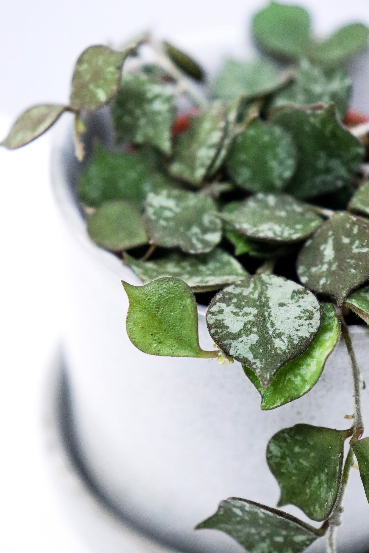 Hoya curtisii