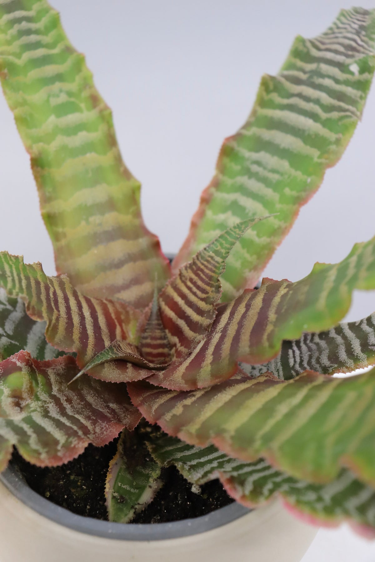 Cryptanthus