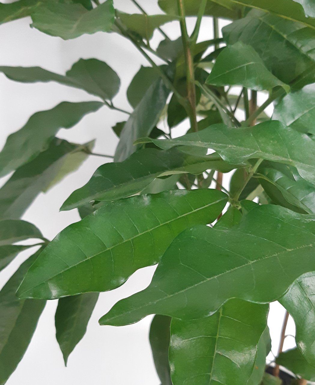 Natal Mahogany