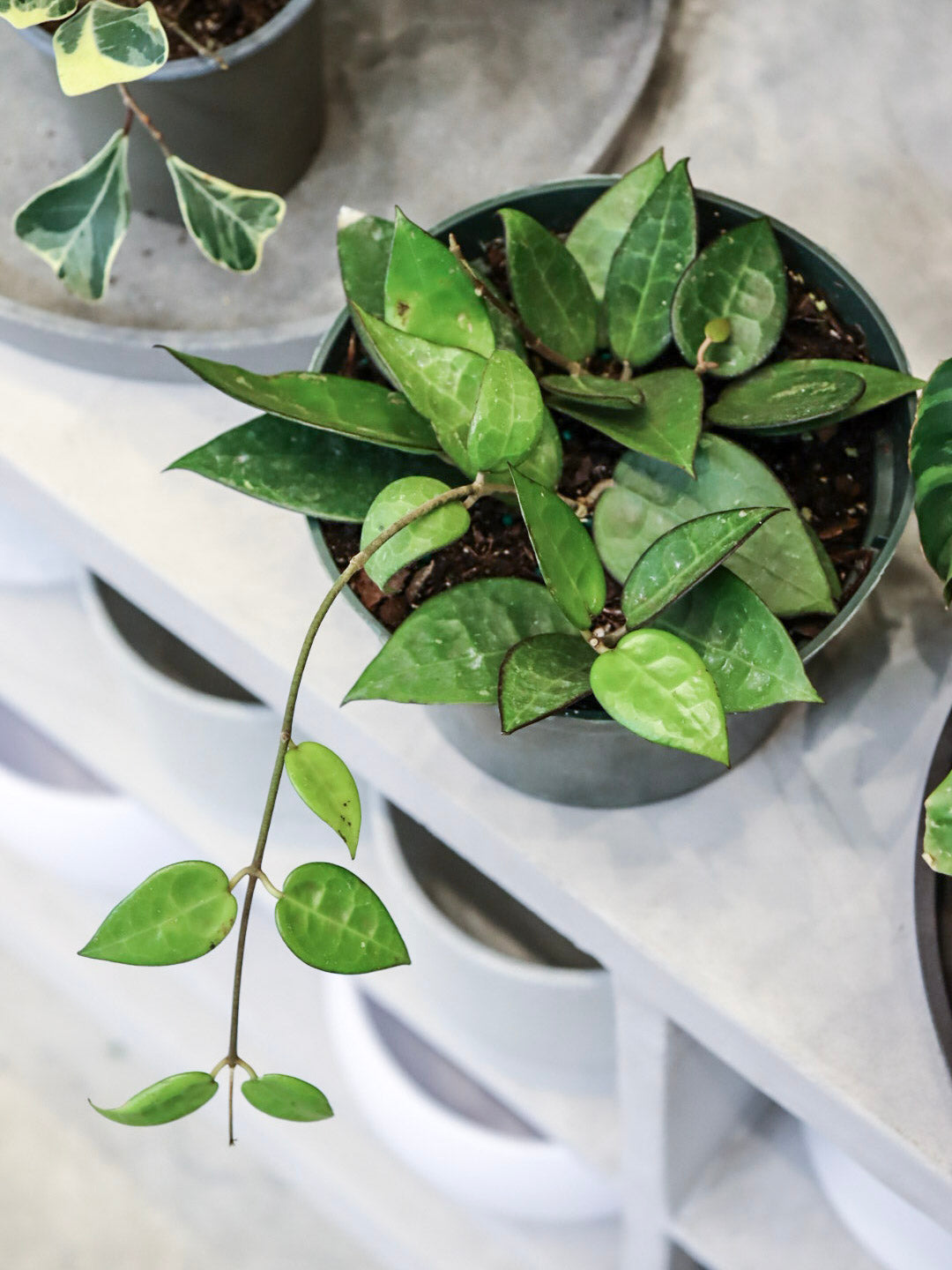 Hoya Verticillata Black Margin