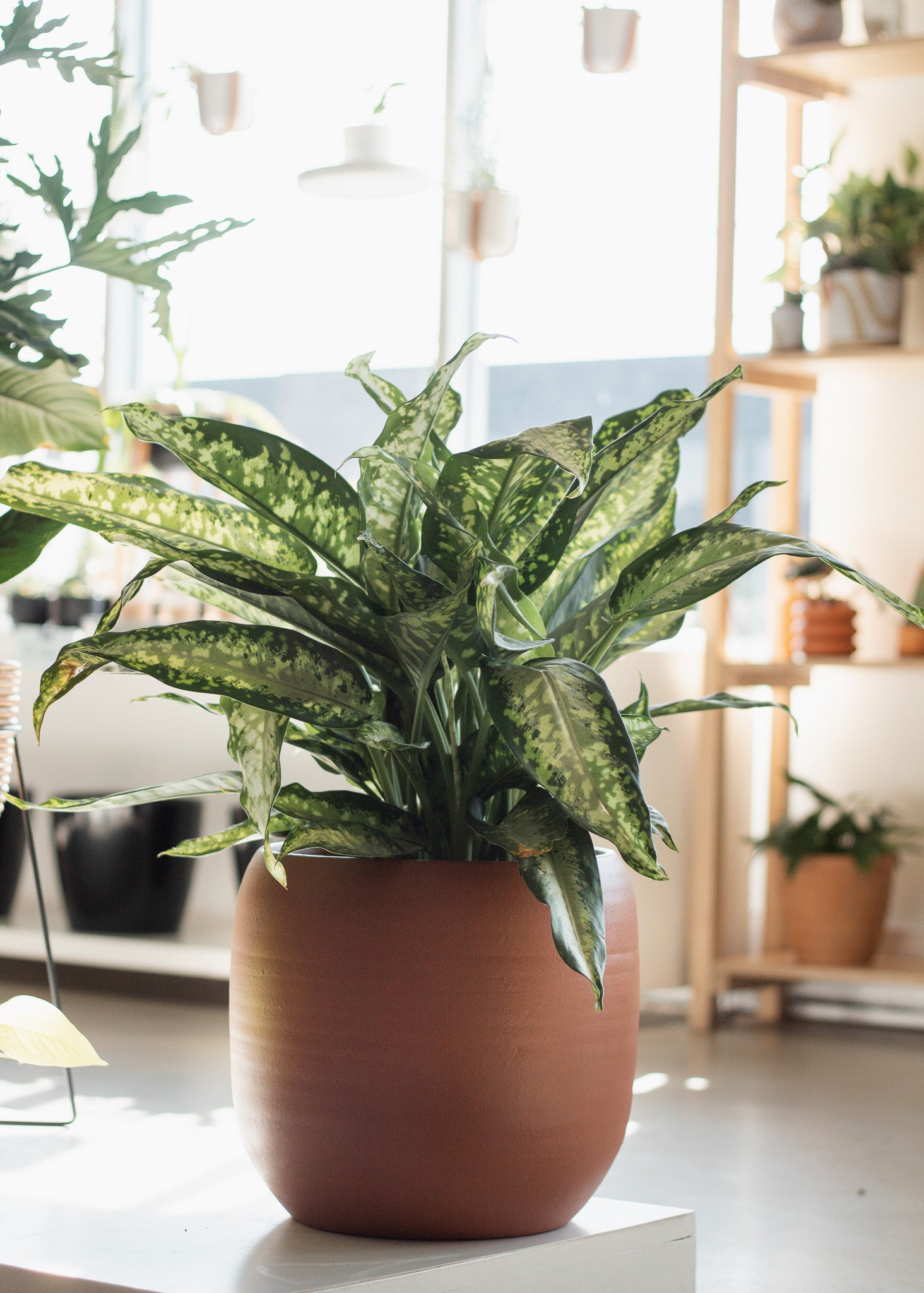 Dieffenbachia « Cougar »