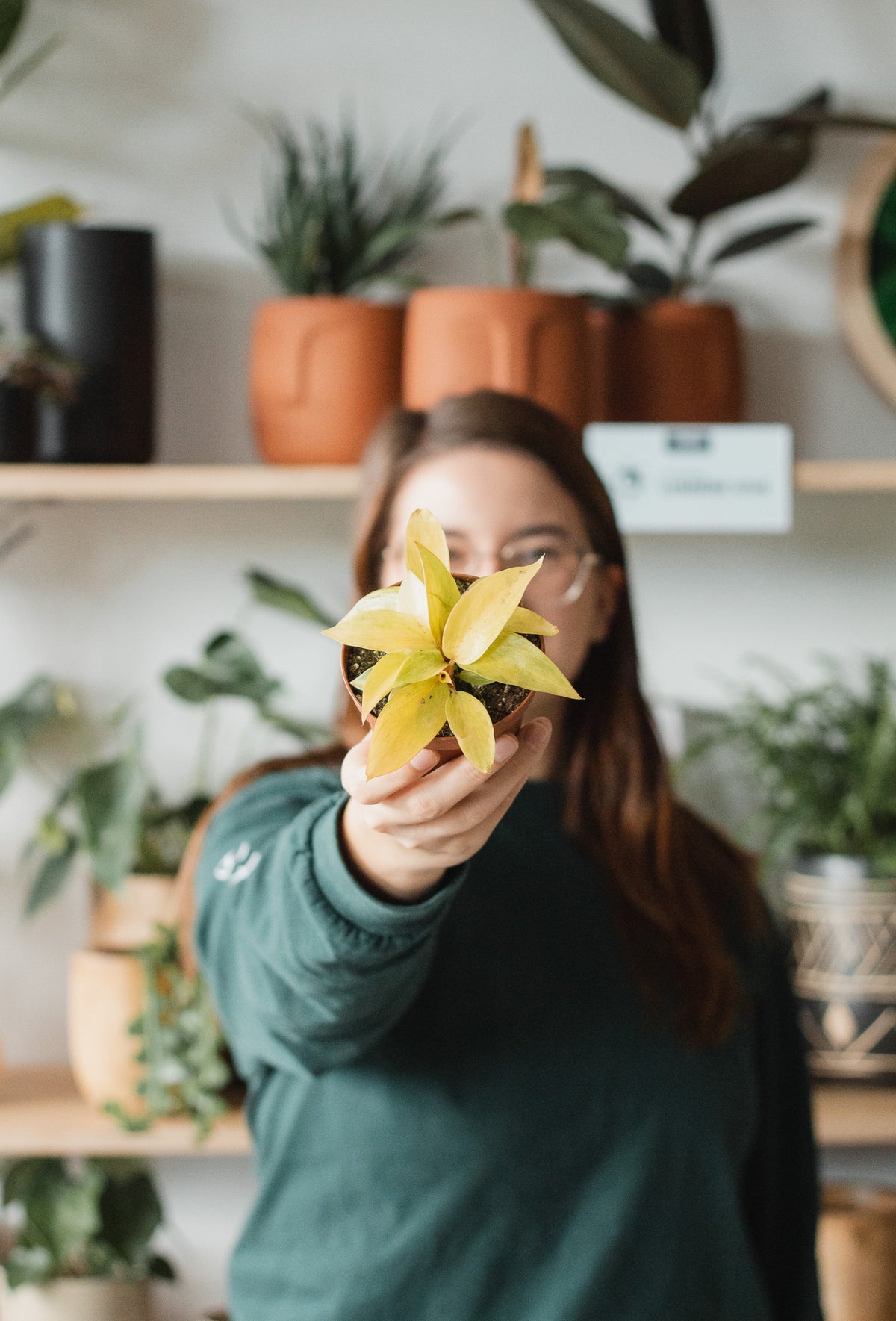 Philodendron « Quad Color »